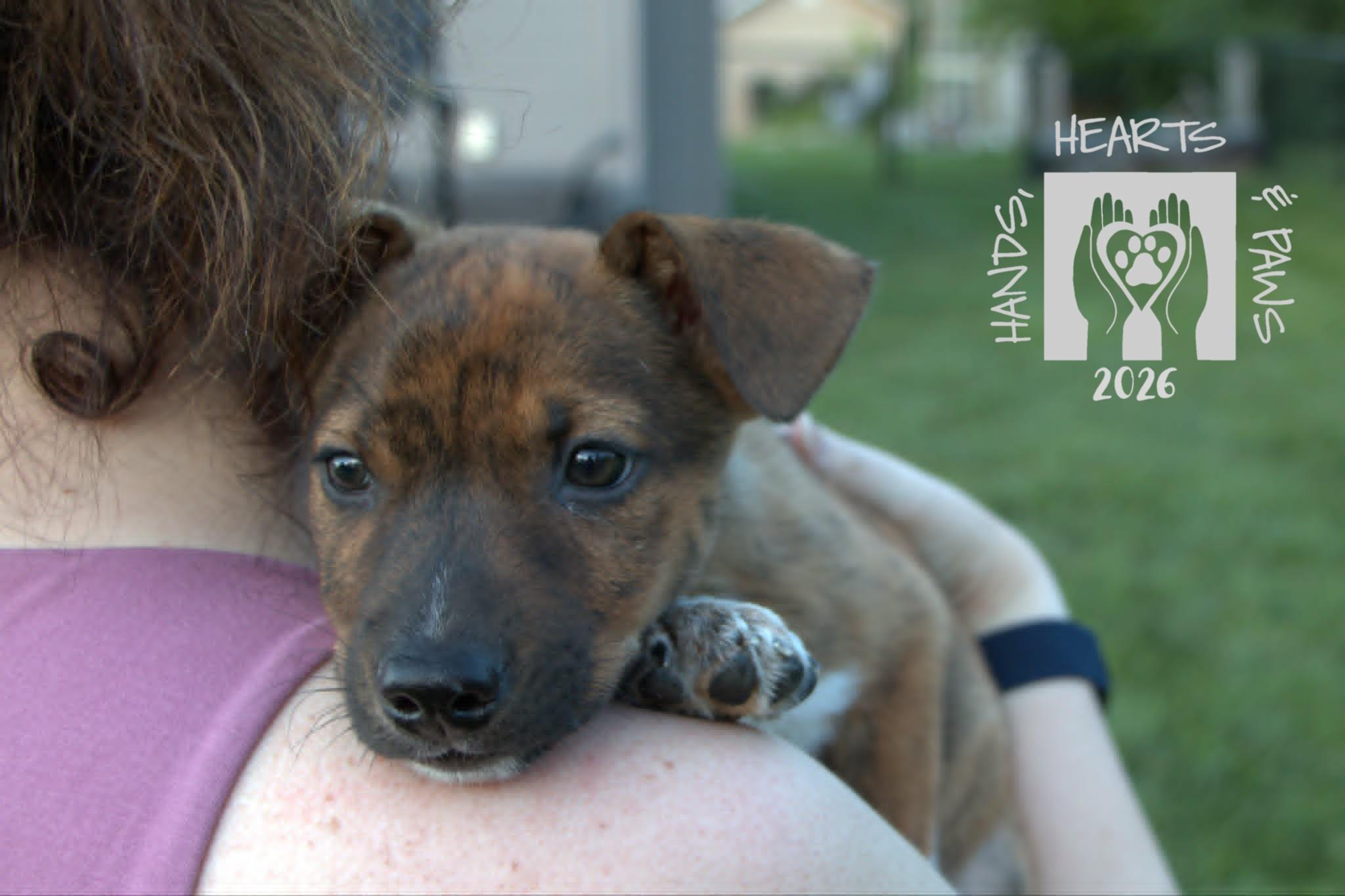 Enlarge Timberland, a Adoptable mixed breed in Omaha, NE image 3/5
