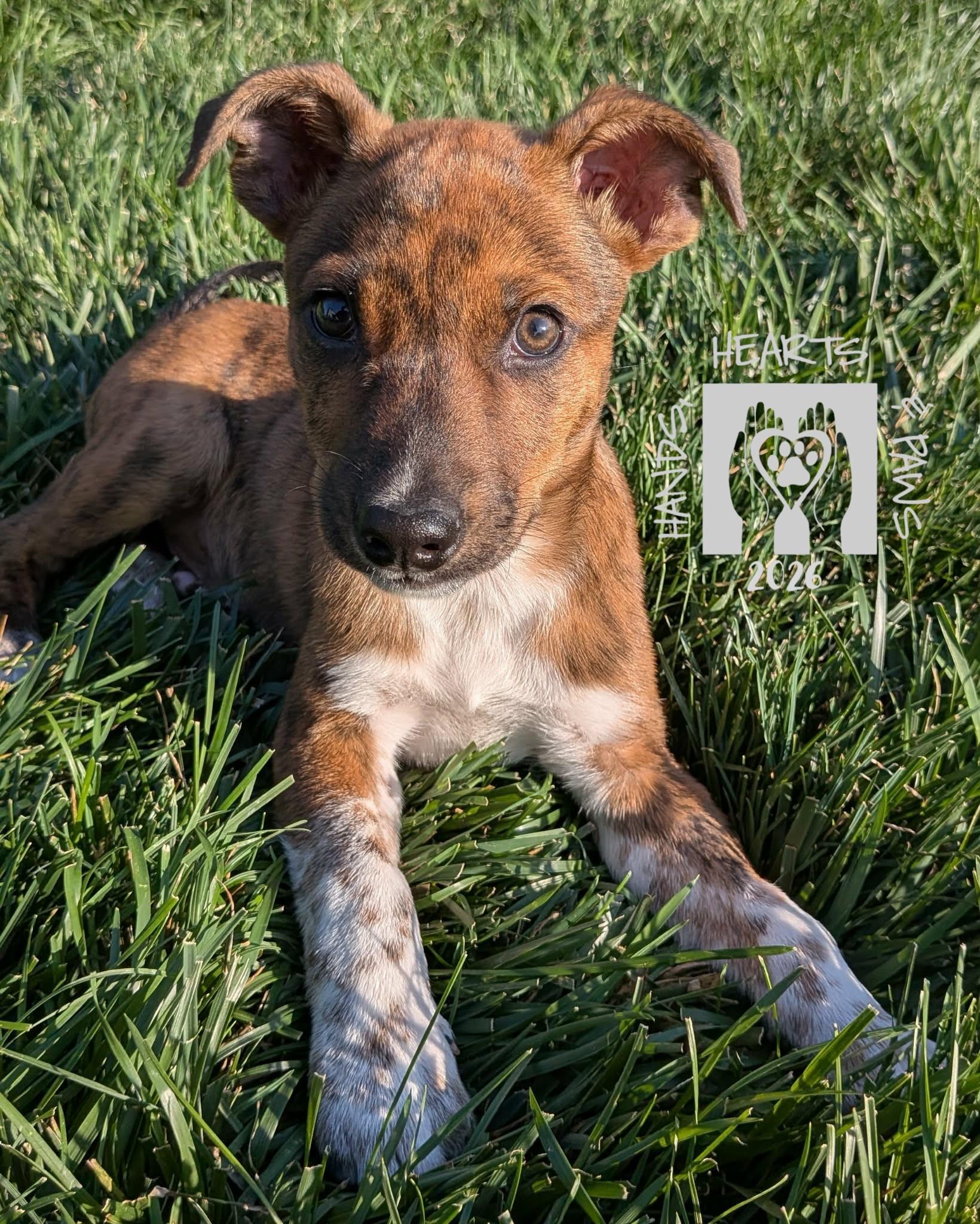 Timberland, Adoptable, Puppy Male Australian Cattle Dog / Blue Heeler.