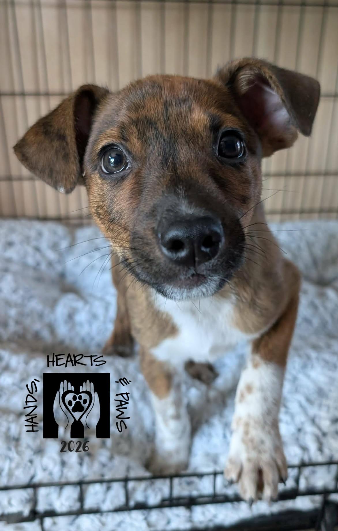 Enlarge Timberland, a Adoptable mixed breed in Omaha, NE image 5/5