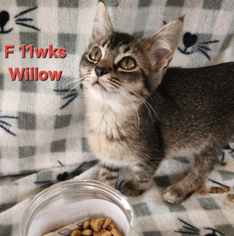 Willow, adopted, Kitten Female Domestic Short Hair.