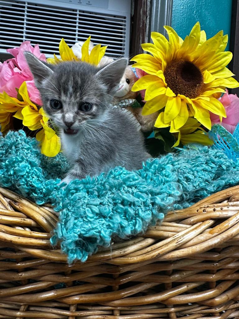 Haven, Adoptable, Kitten Female Domestic Short Hair.