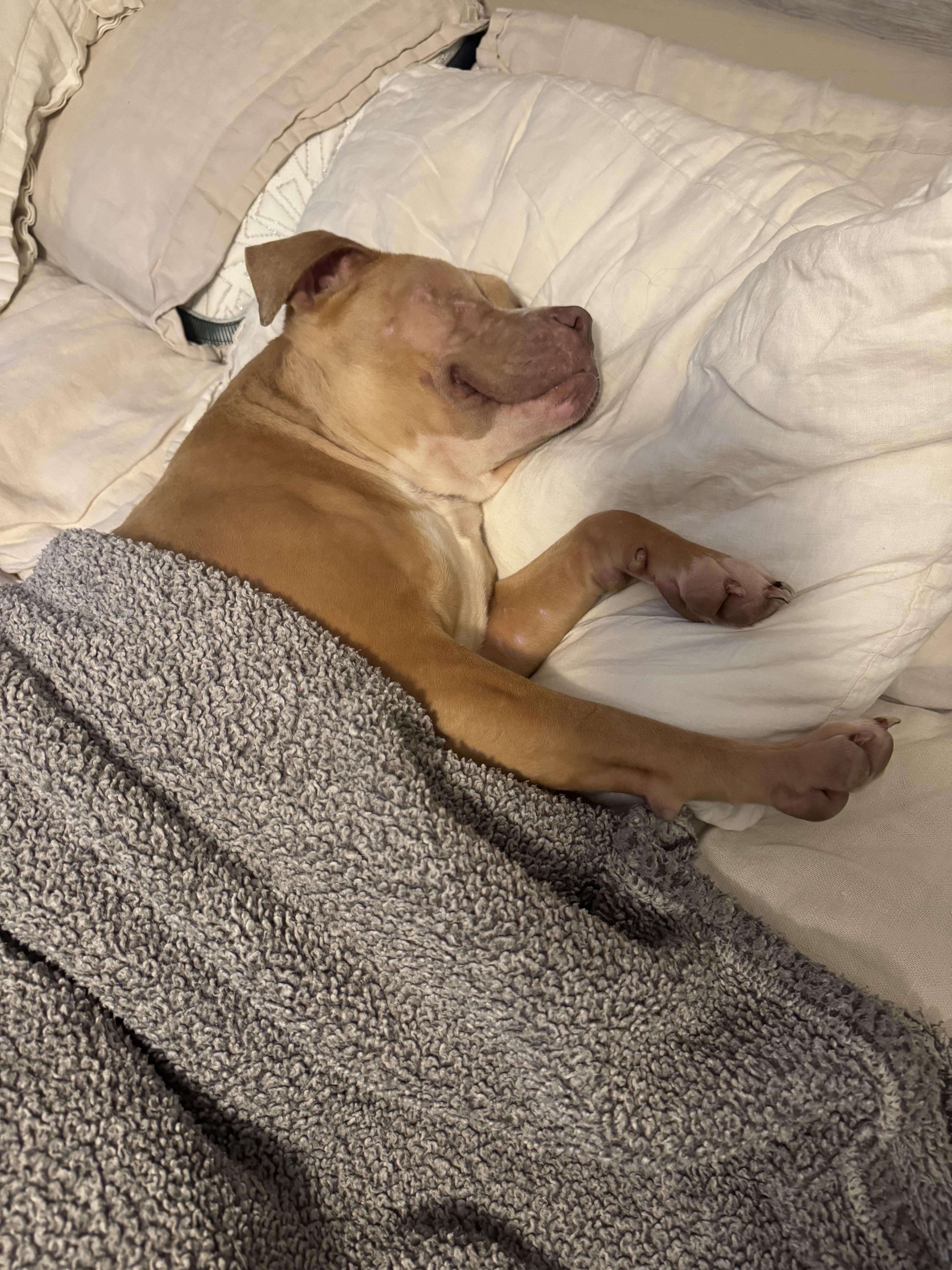 Enlarge Tinkerbell , a Adoptable Pit Bull Terrier in La Center, WA image 3/6