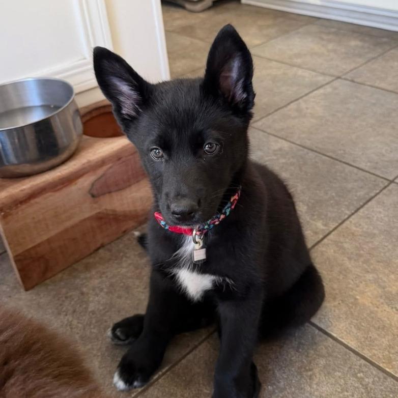 Enlarge Akira, a Adoptable mixed breed in Joliet, IL image 1/2