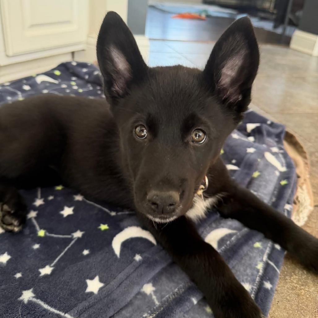 Enlarge Akira, a Adoptable mixed breed in Joliet, IL image 2/2