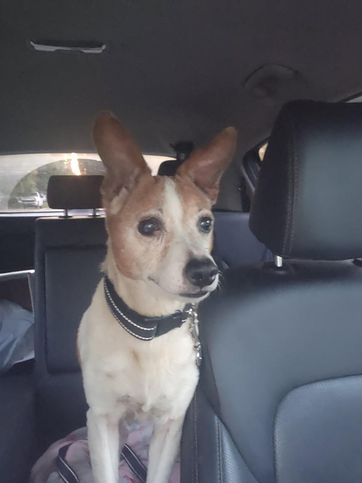 Austin, an adoptable mixed breed in Weare, NH image 4/6