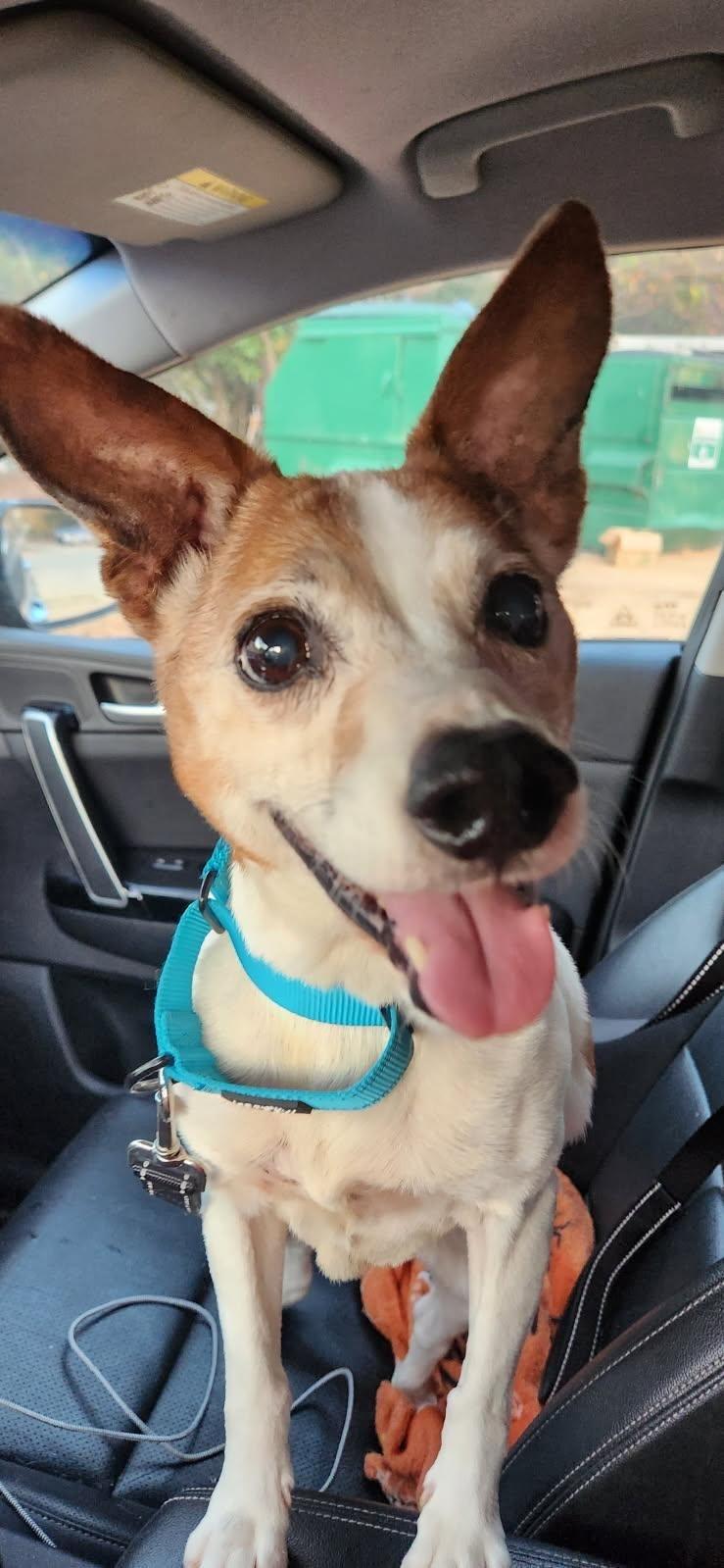 Austin, an adoptable mixed breed in Weare, NH image 1/6