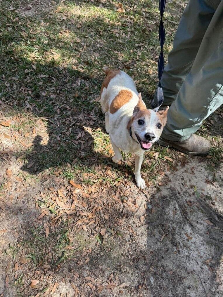 Austin, an adoptable mixed breed in Weare, NH image 5/6