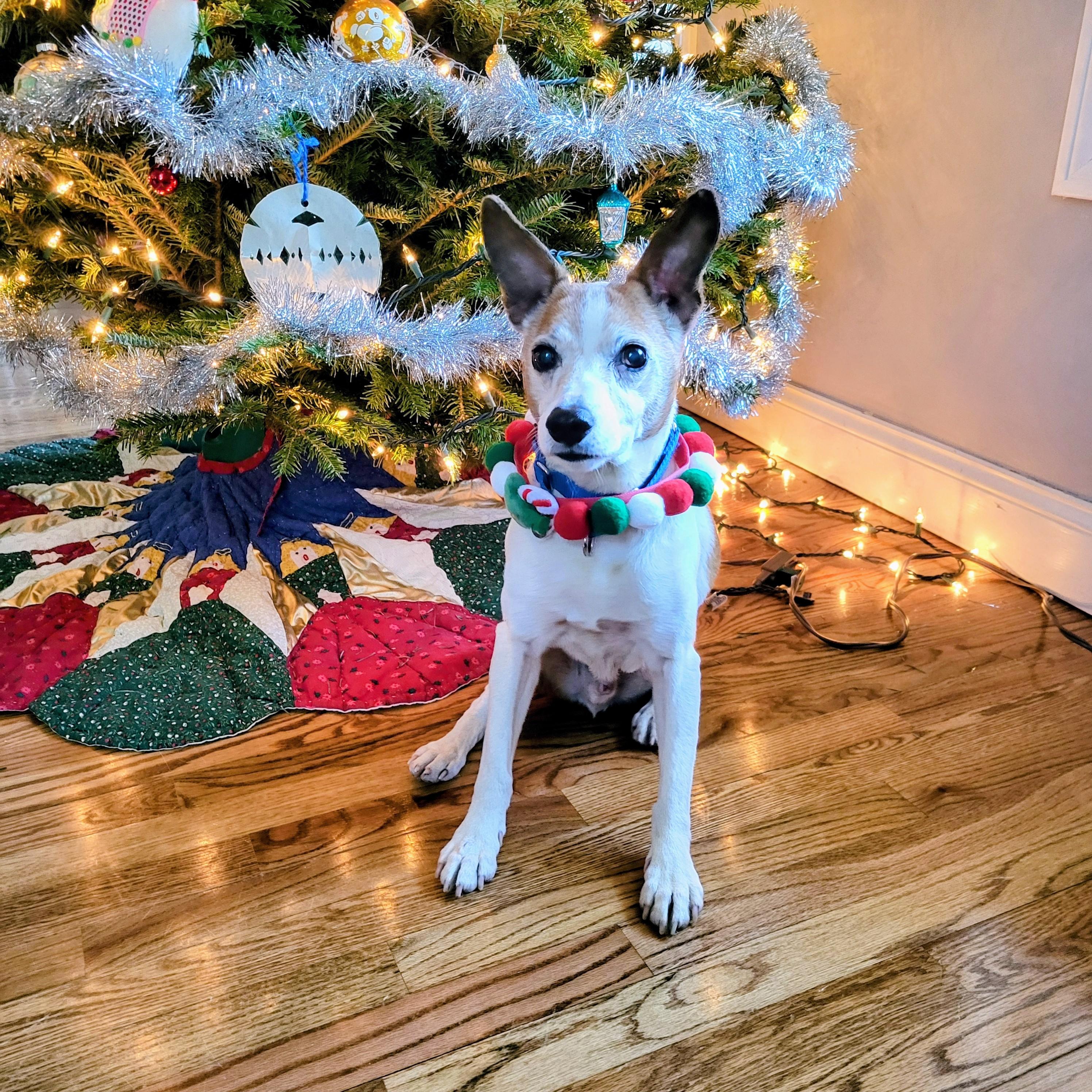 Austin, an adoptable mixed breed in Weare, NH image 3/6