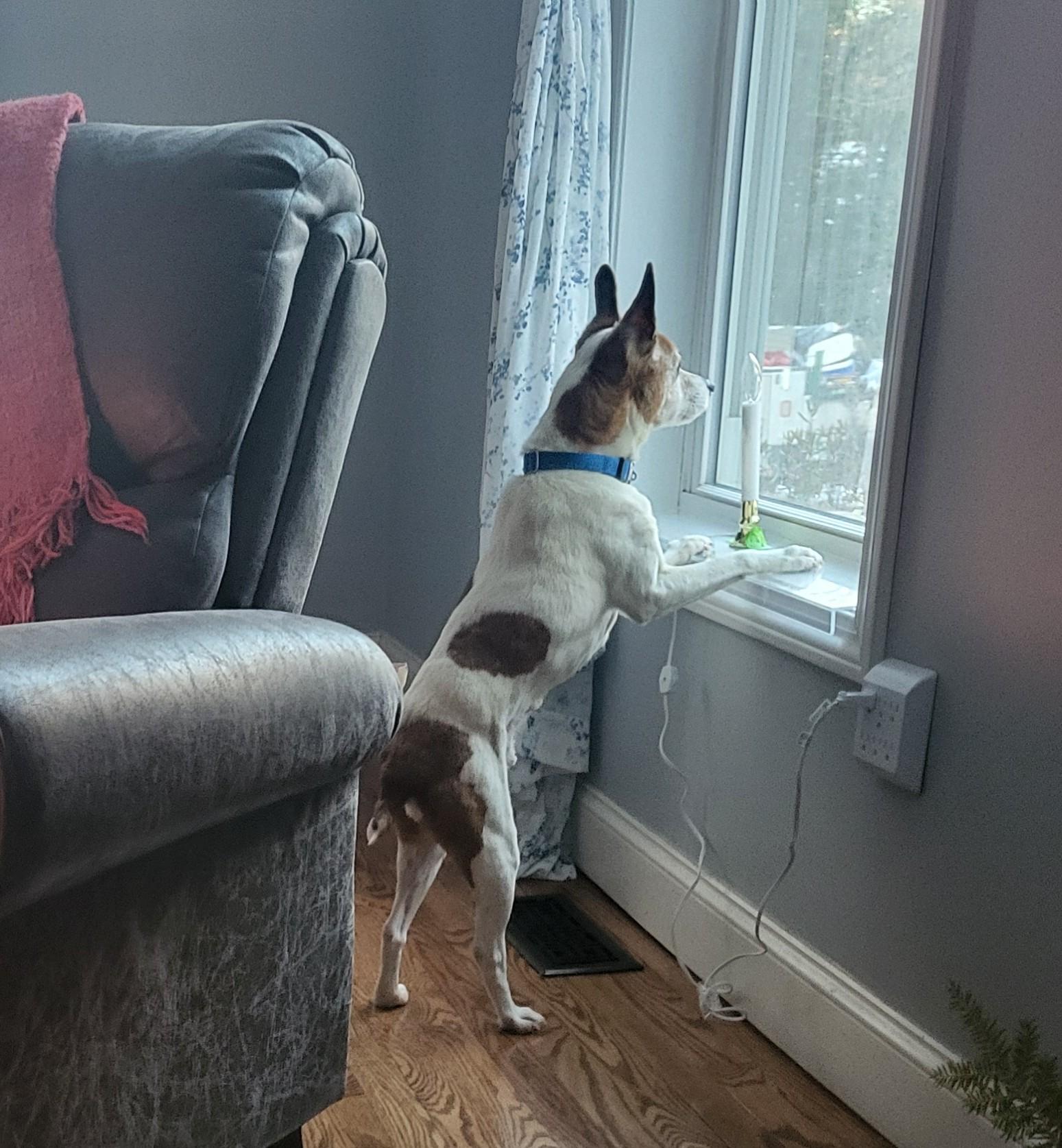 Austin, an adoptable mixed breed in Weare, NH image 6/6