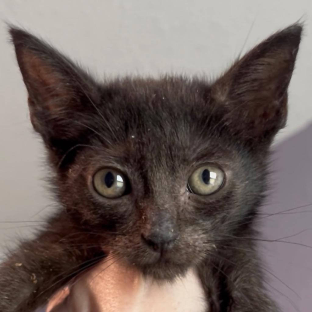 Enlarge Ebony, a Adopted mixed breed in New Braunfels, TX image 1/1