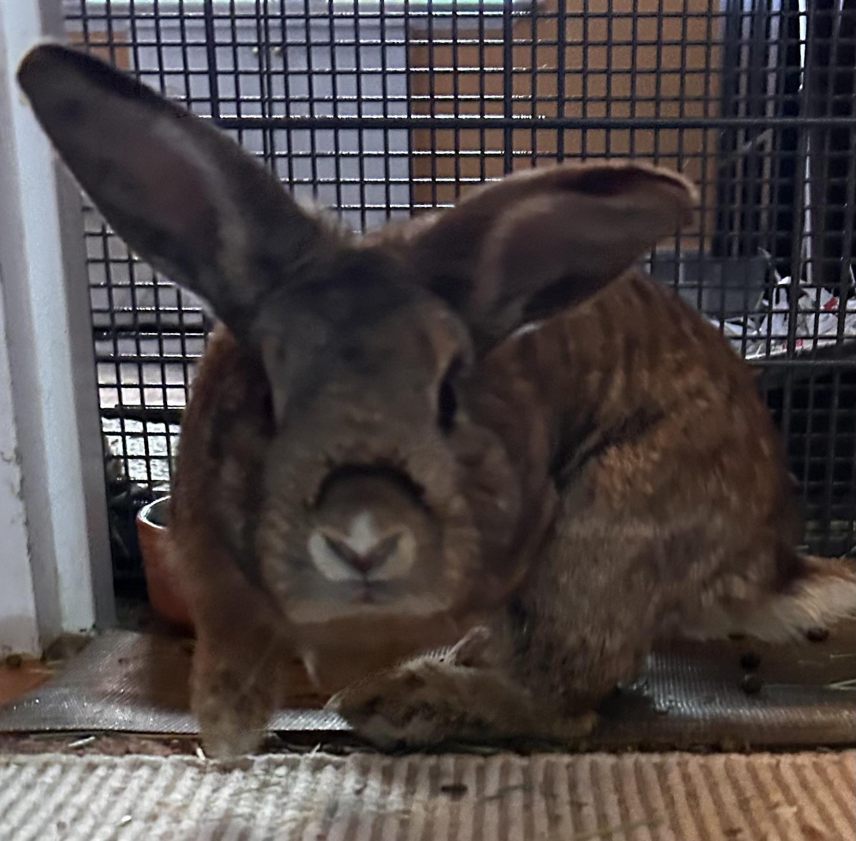 Enlarge Eddie, an adopted mixed breed in New York, NY image 4/4