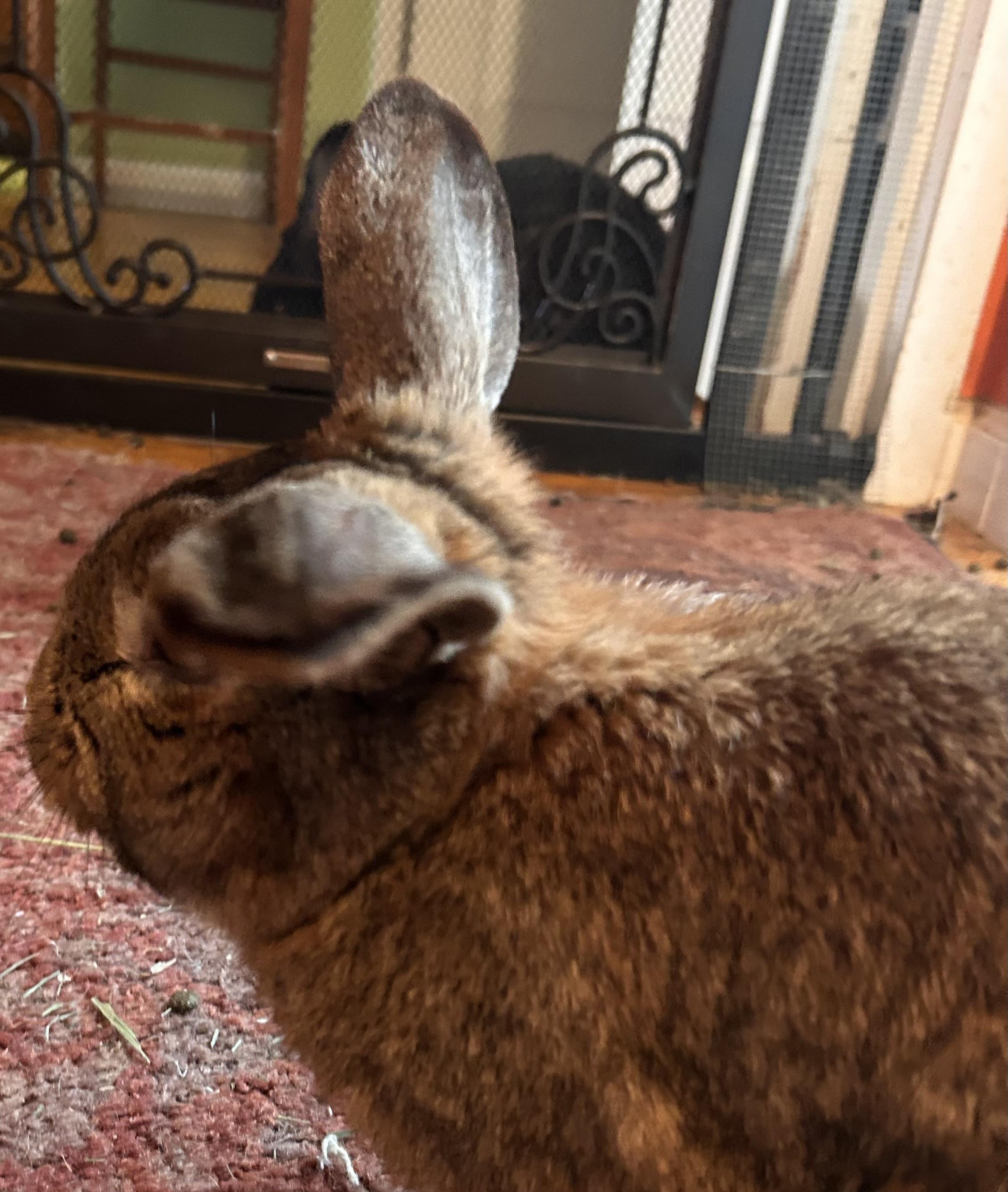 Enlarge Eddie, an adopted mixed breed in New York, NY image 2/4