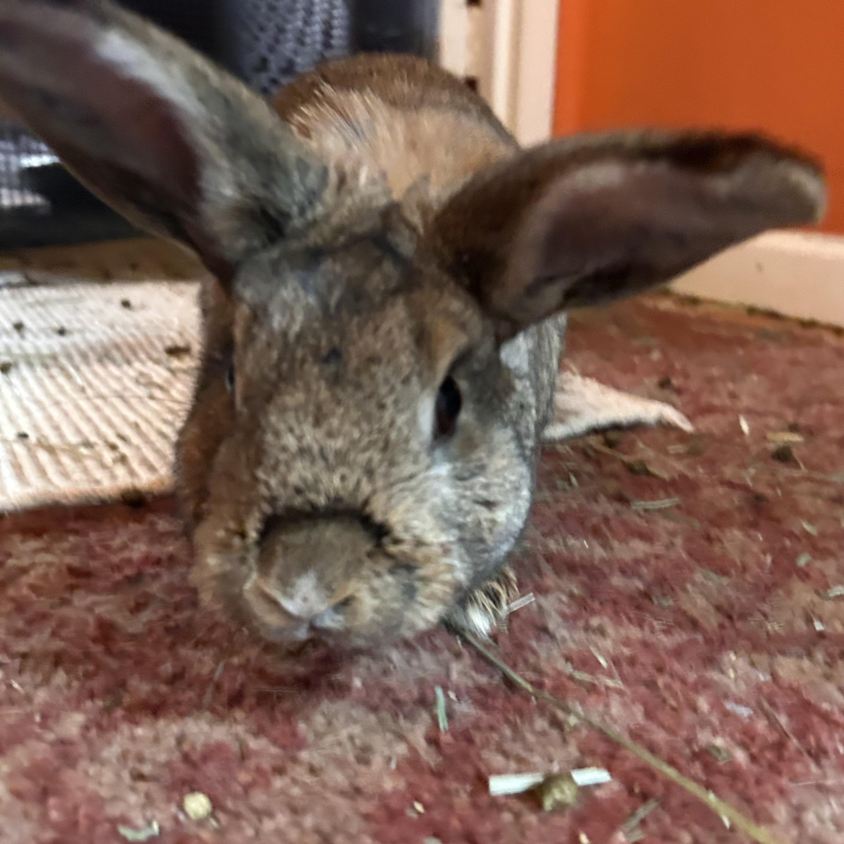 Enlarge Eddie, an adopted mixed breed in New York, NY image 3/4