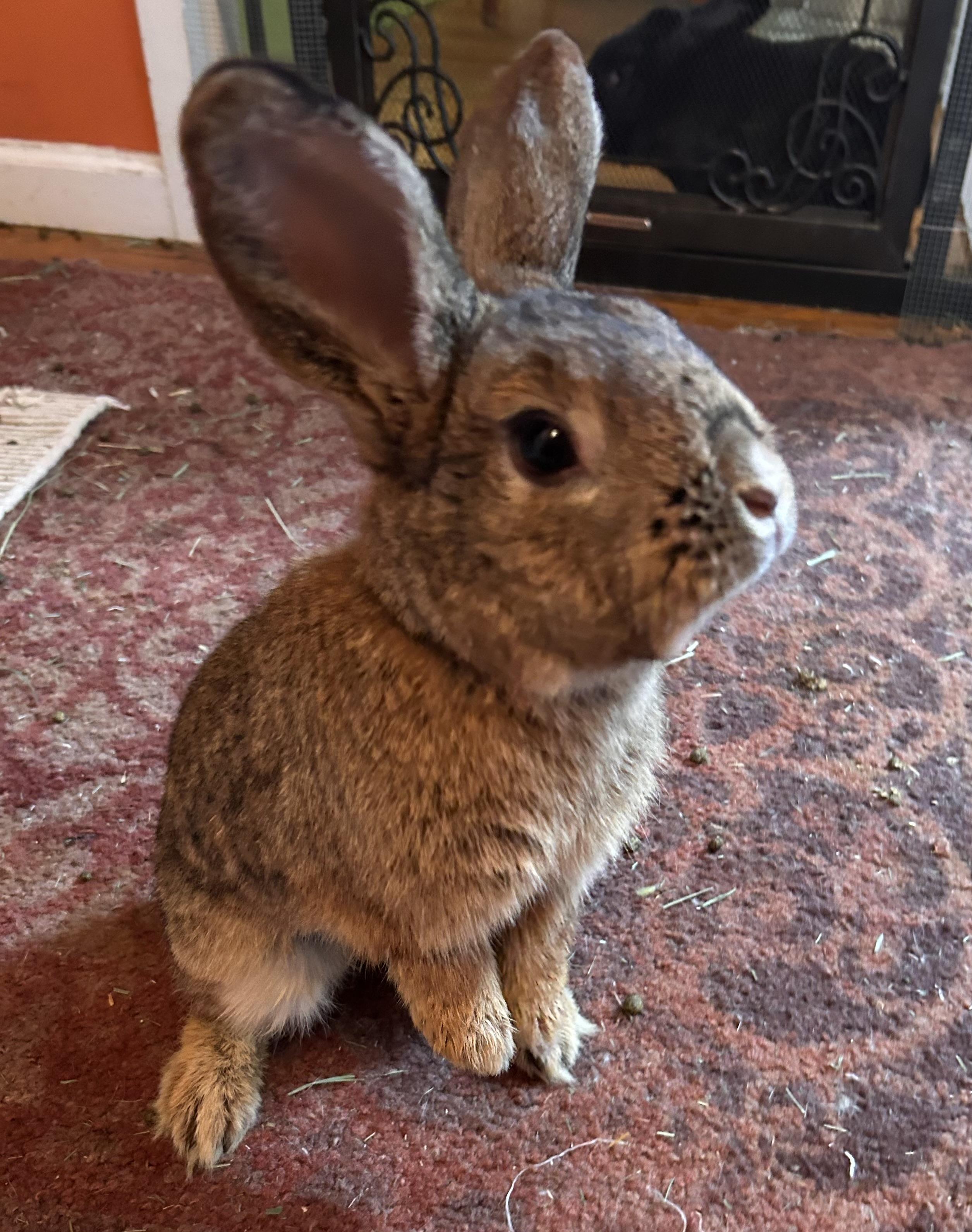 Eddie, adopted, Young Male Holland Lop & Britannia Petite.