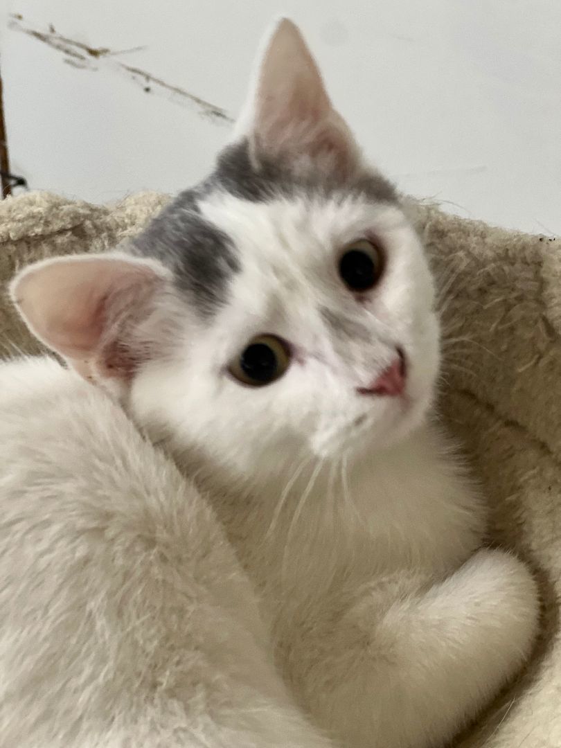 Enlarge Gina, a Adoptable Domestic Short Hair in Jackson, MO image 1/1