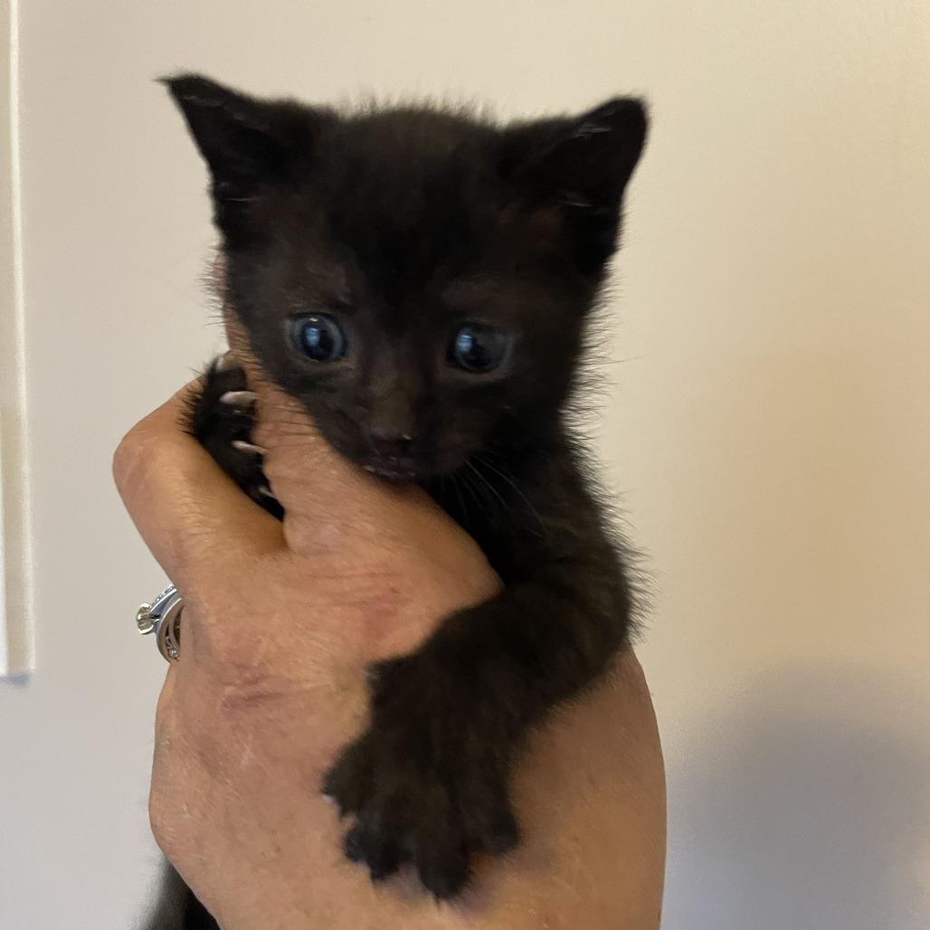 Enlarge Alexis, a Adoptable Domestic Short Hair in Bel Air, MD image 1/1