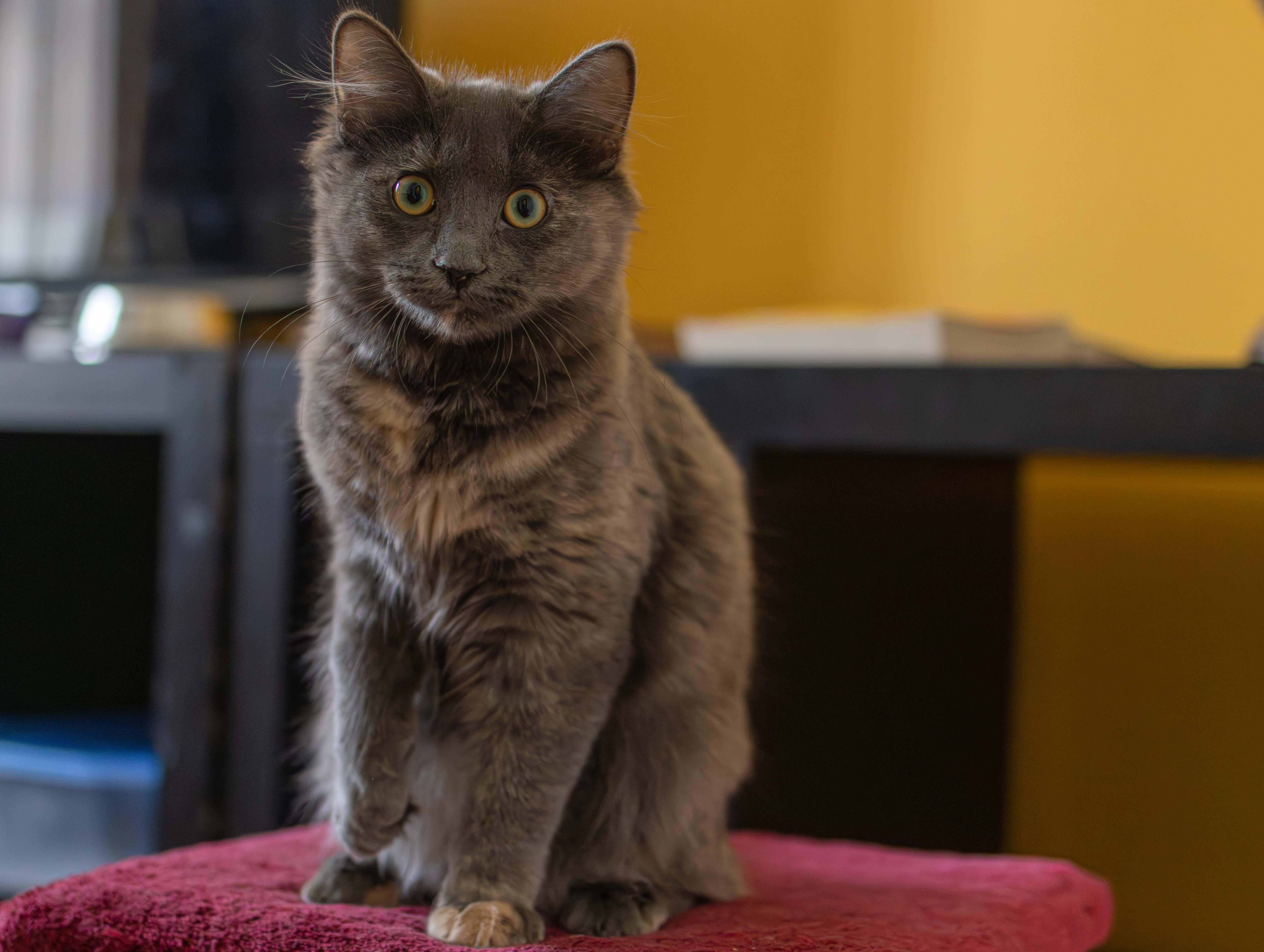 Enlarge Bumblebee & Cricket, a ADOPTABLE Domestic Medium Hair in Montreal, QC image 5/6
