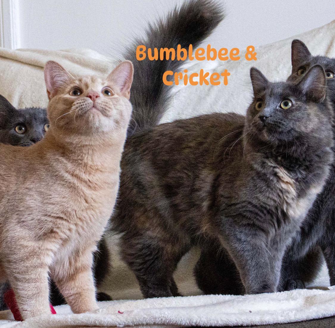 Bumblebee & Cricket, ADOPTABLE, Kitten Female Domestic Medium Hair.