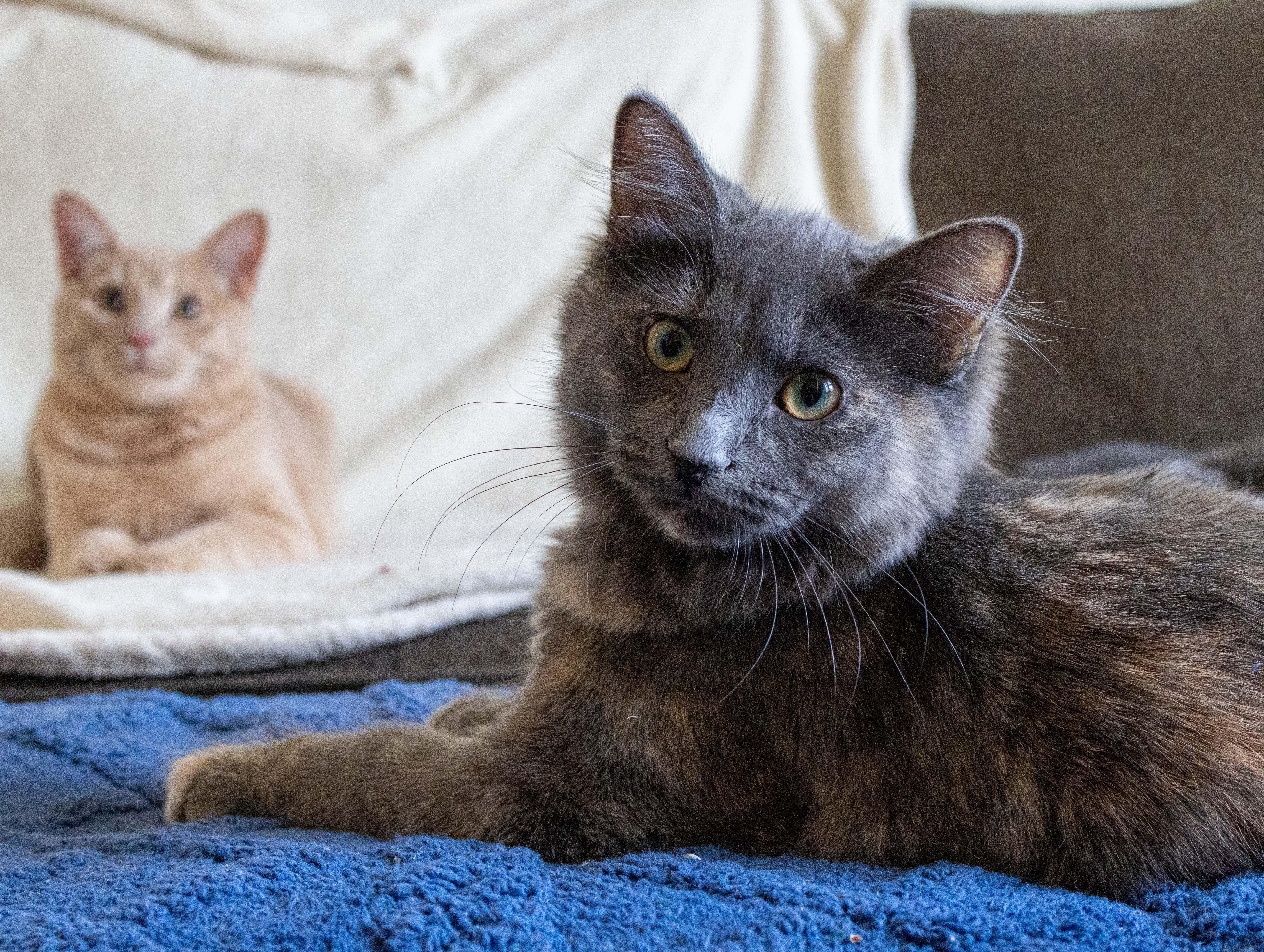 Enlarge Bumblebee & Cricket, a ADOPTABLE Domestic Medium Hair in Montreal, QC image 4/6