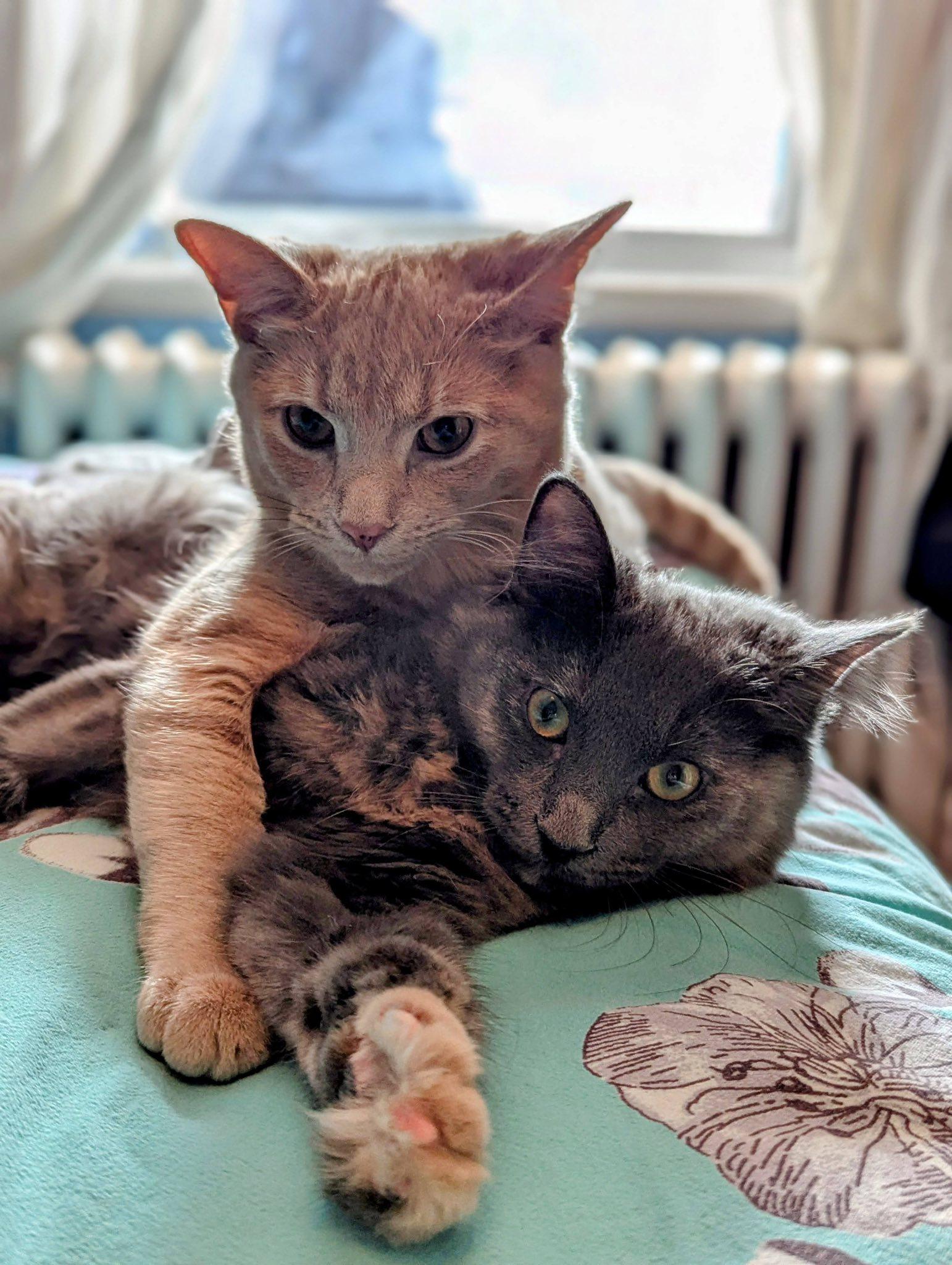 Enlarge Bumblebee & Cricket, a ADOPTABLE Domestic Medium Hair in Montreal, QC image 1/6