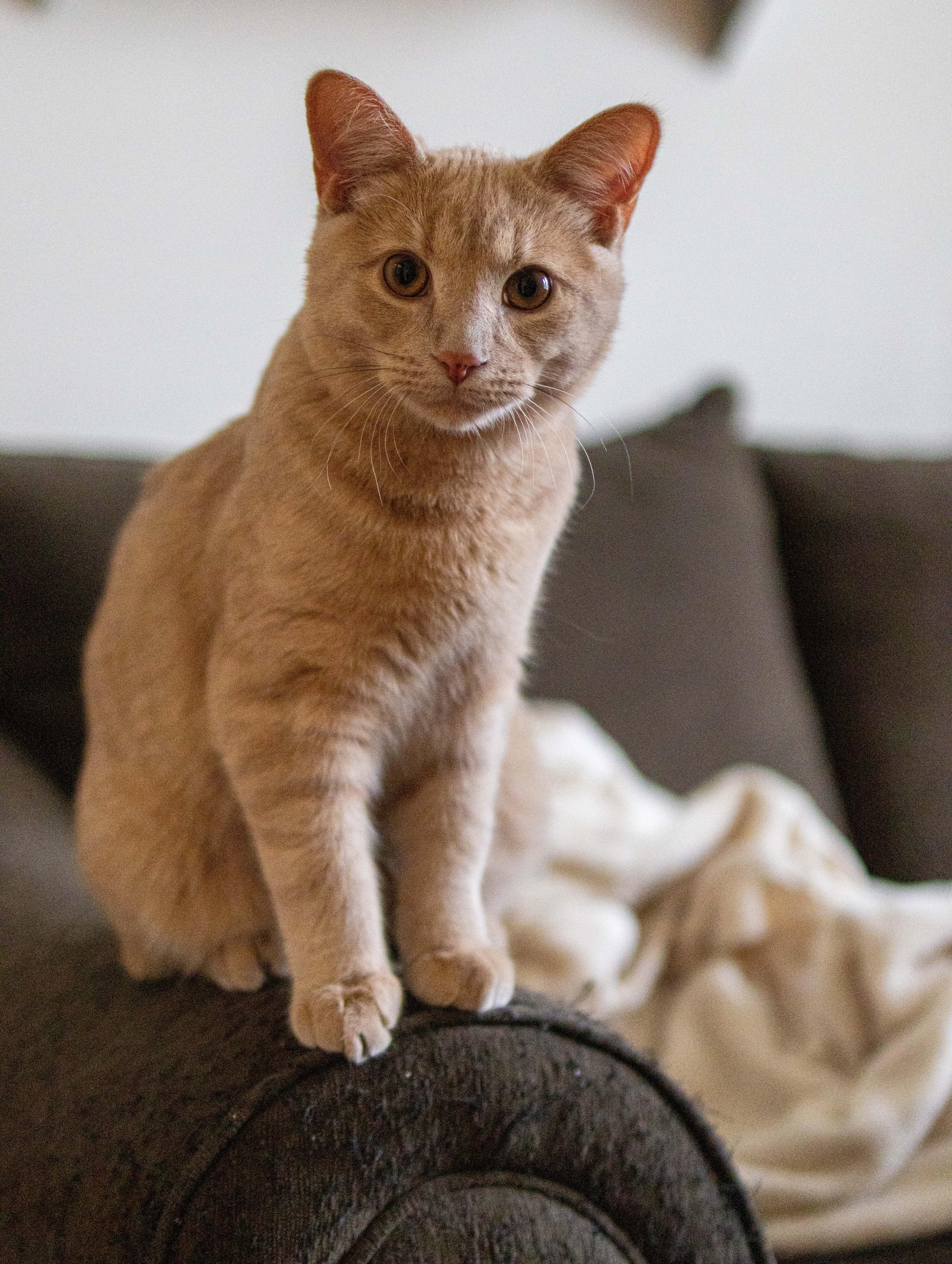 Enlarge Bumblebee & Cricket, a ADOPTABLE Domestic Medium Hair in Montreal, QC image 6/6