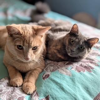 Bumblebee & Cricket, ADOPTABLE, Kitten Female Domestic Medium Hair.