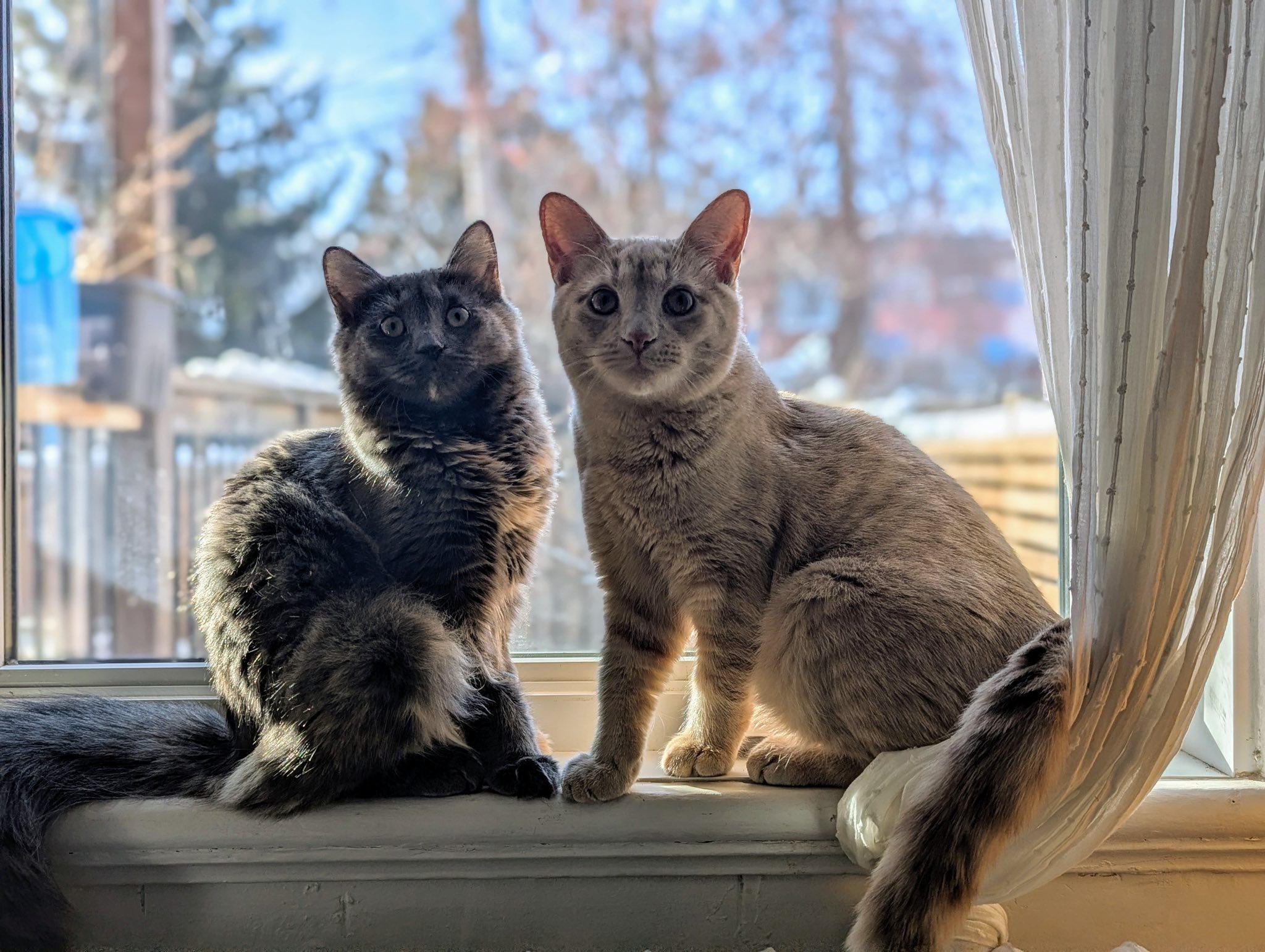 Enlarge Bumblebee & Cricket, a ADOPTABLE Domestic Medium Hair in Montreal, QC image 6/6