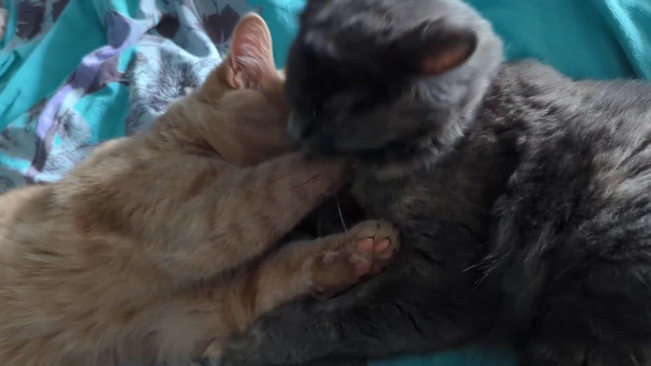 Enlarge Bumblebee & Cricket, a ADOPTABLE Domestic Medium Hair in Montreal, QC video 5/5