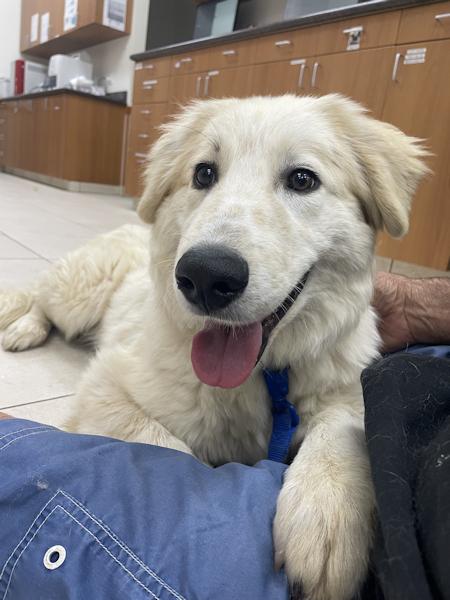 Enlarge NIck, a ADOPTABLE Golden Retriever in Los Angeles, CA image 5/6
