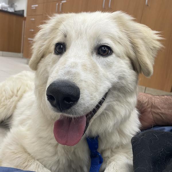 NIck, ADOPTABLE, Young Male Golden Retriever.