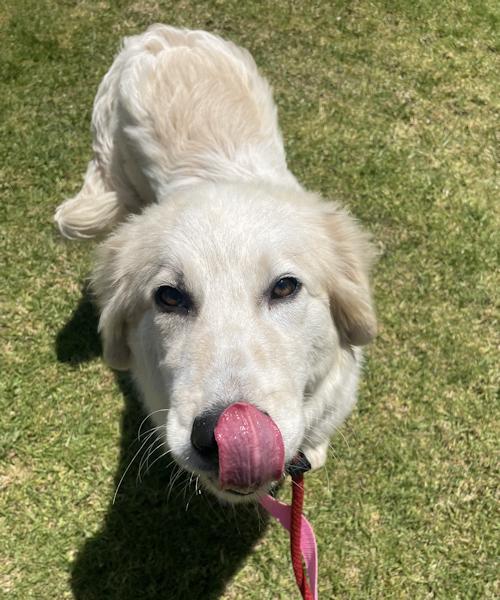Enlarge NIck, a ADOPTABLE Golden Retriever in Los Angeles, CA image 6/6