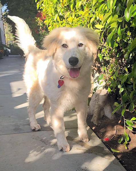 Enlarge NIck, a ADOPTABLE Golden Retriever in Los Angeles, CA image 4/6