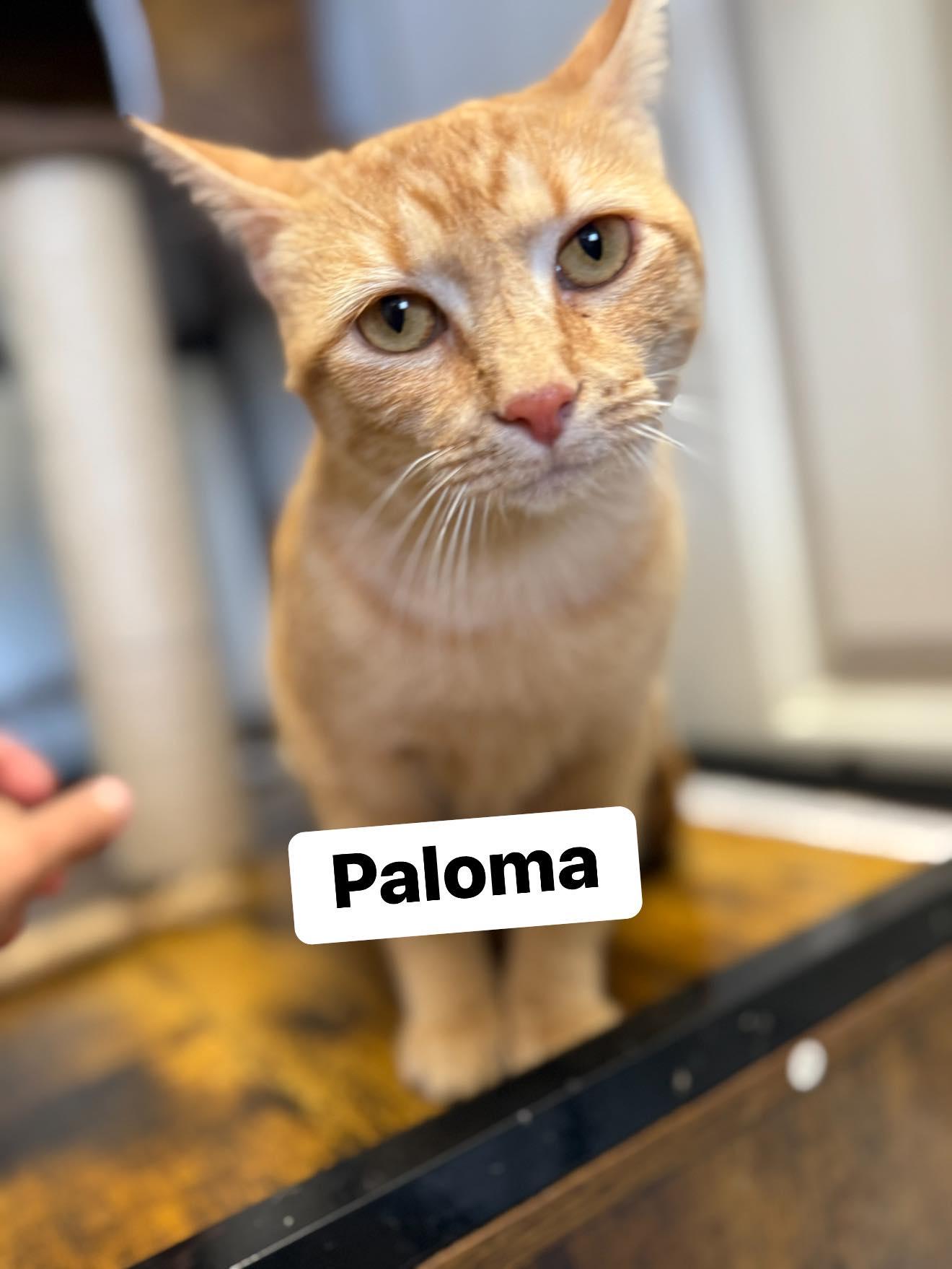 Enlarge Pamona, a ADOPTABLE Domestic Short Hair in Broken Arrow, OK image 1/1