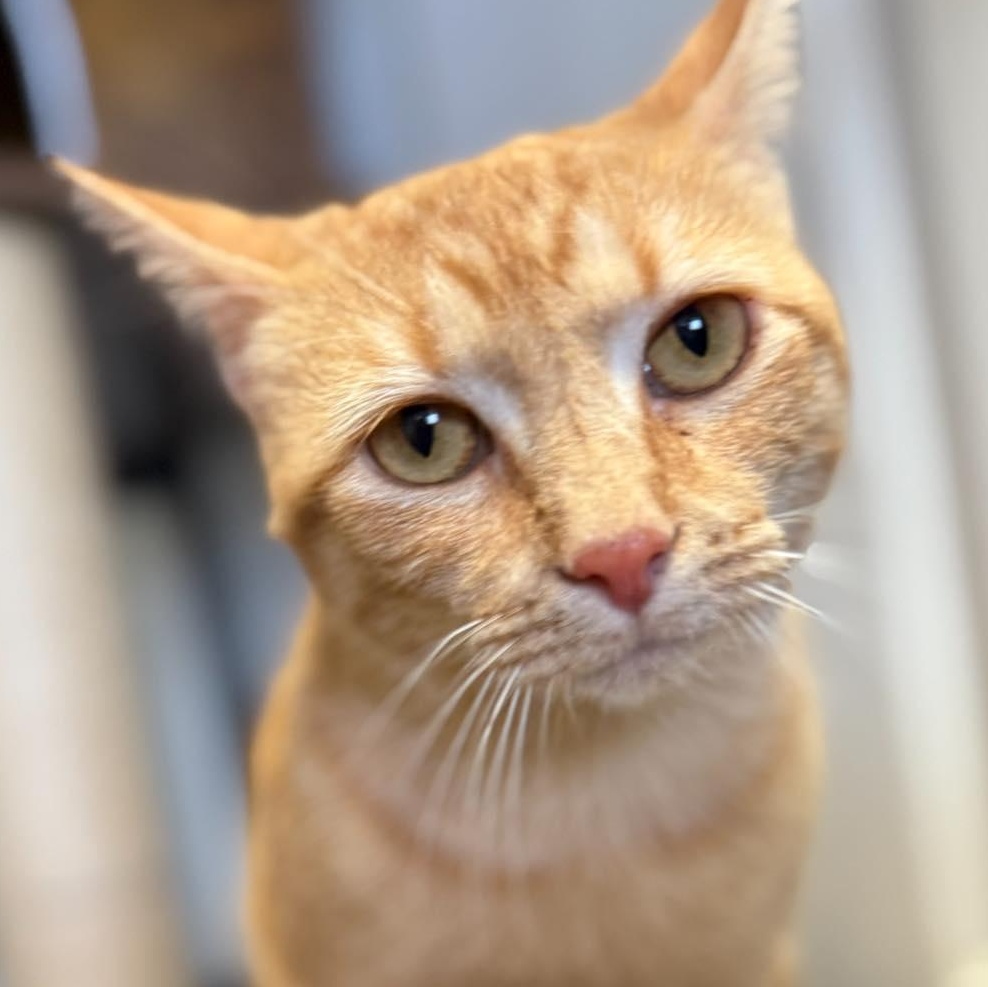Enlarge Pamona, a ADOPTABLE Domestic Short Hair in Broken Arrow, OK image 1/1