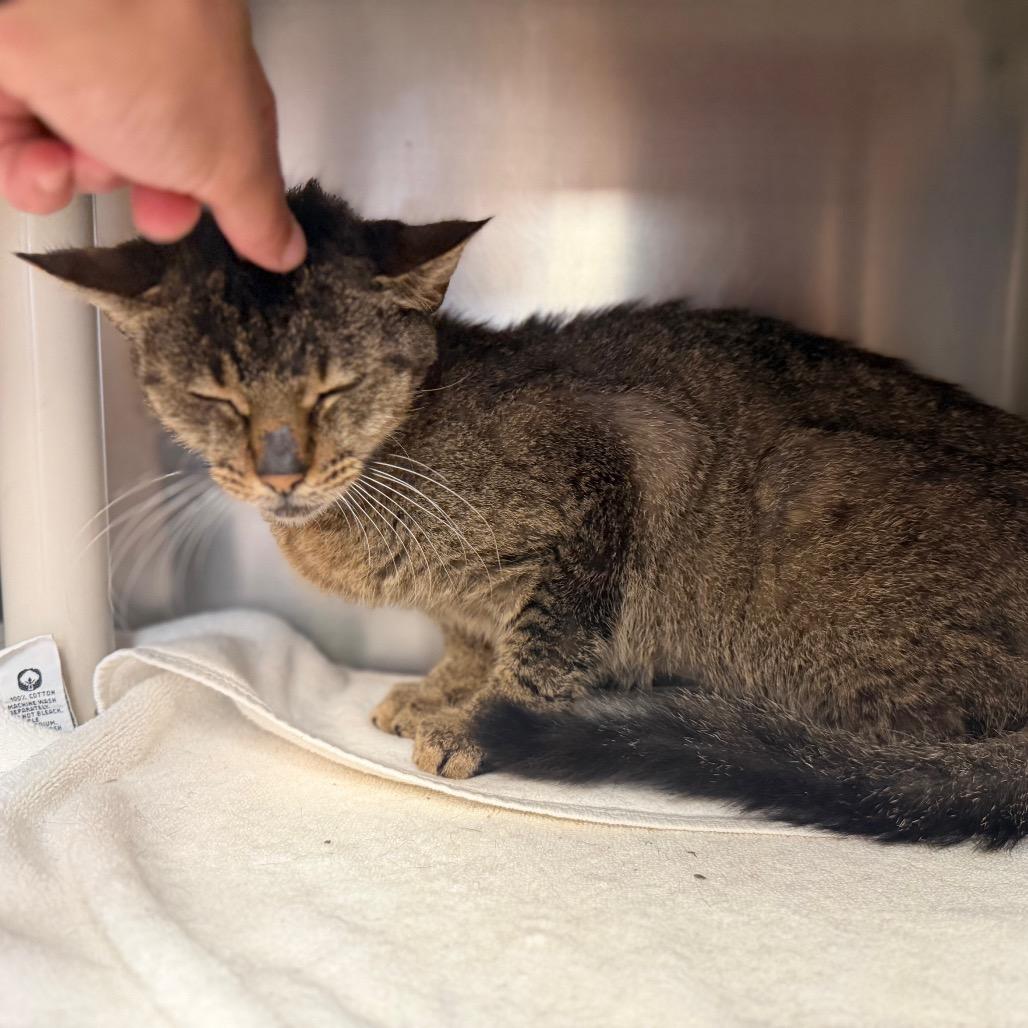 "Tracey", Adoptable, Adult Female Domestic Short Hair.