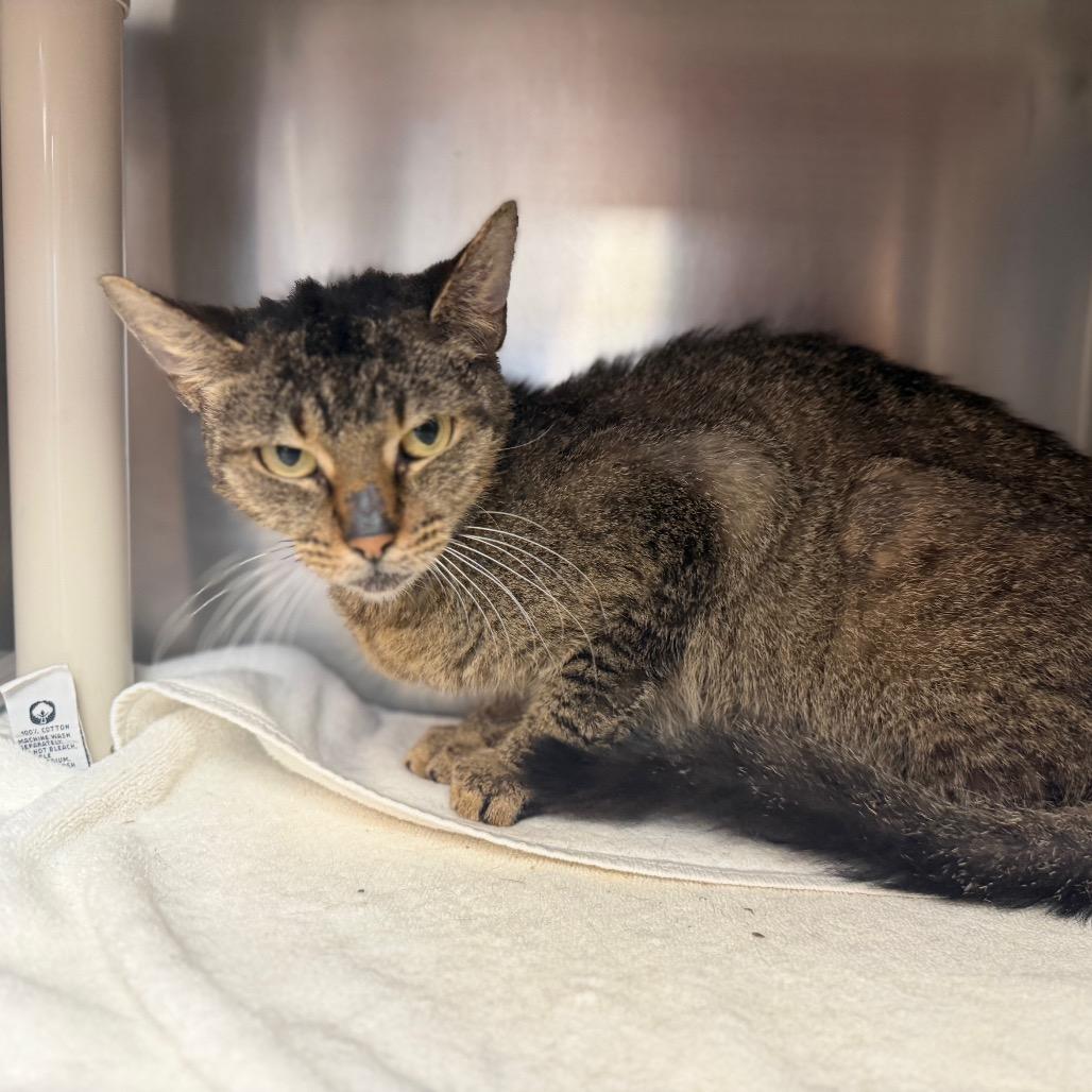 Enlarge "Tracey", a Adoptable Domestic Short Hair in Conshohocken, PA image 2/6