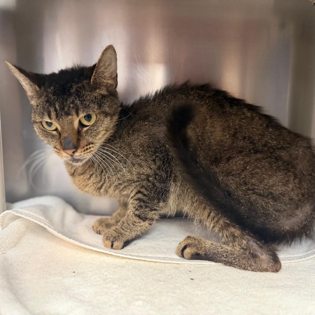 Enlarge "Tracey", a Adoptable Domestic Short Hair in Conshohocken, PA image 3/6