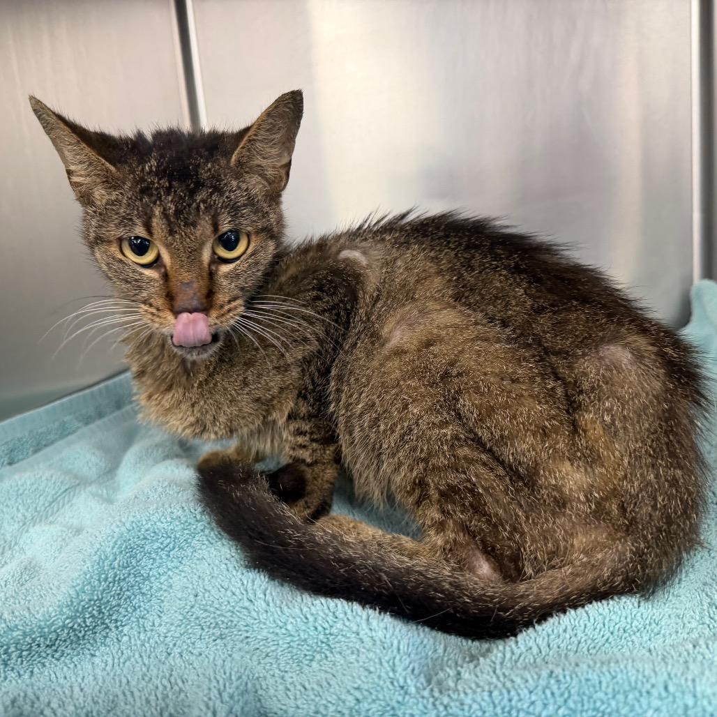 Enlarge "Tracey", a Adoptable Domestic Short Hair in Conshohocken, PA image 4/6