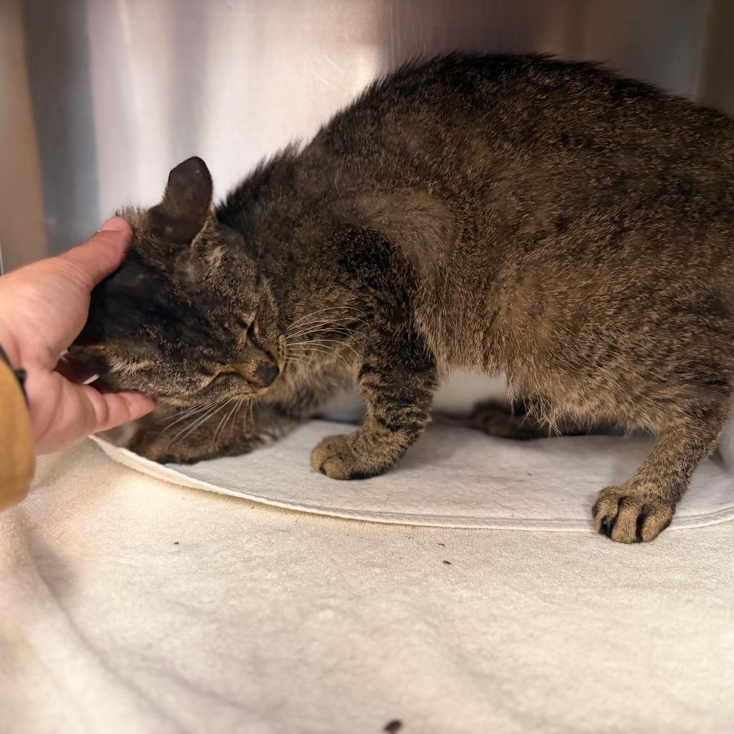 Enlarge "Tracey", a Adoptable Domestic Short Hair in Conshohocken, PA image 5/6