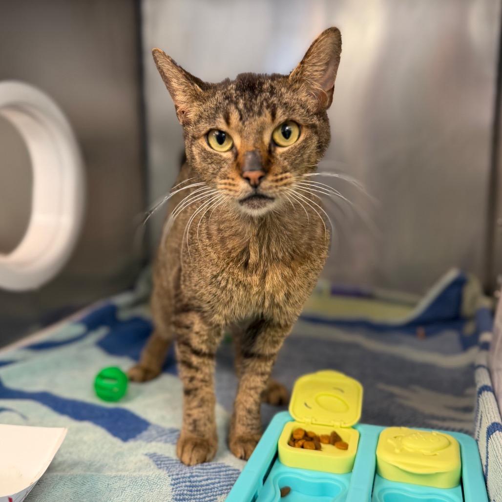 Enlarge "Tracey", a Adoptable Domestic Short Hair in Conshohocken, PA image 6/6