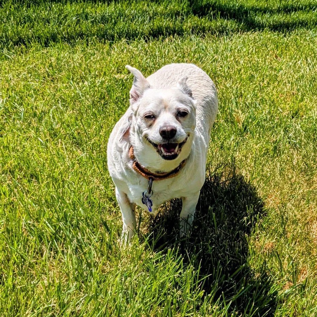 Dixie, Adoptable, Adult Female Chihuahua.
