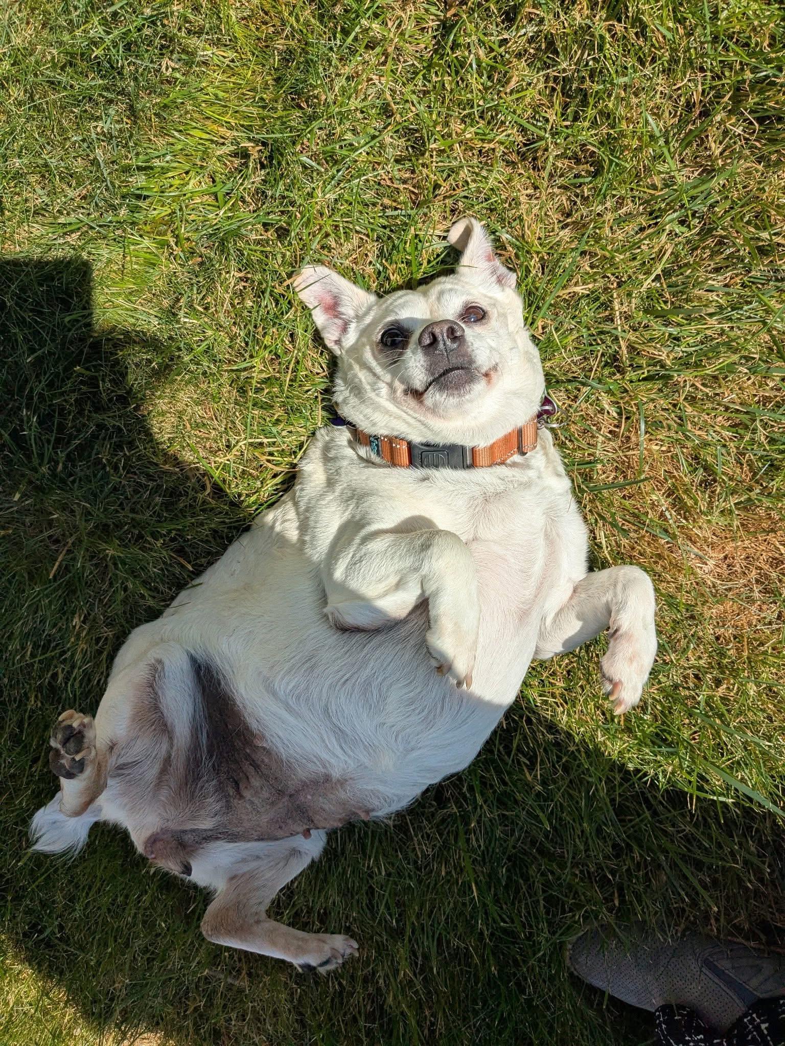 Enlarge Dixie, a Adoptable mixed breed in Elkton, MD image 4/4