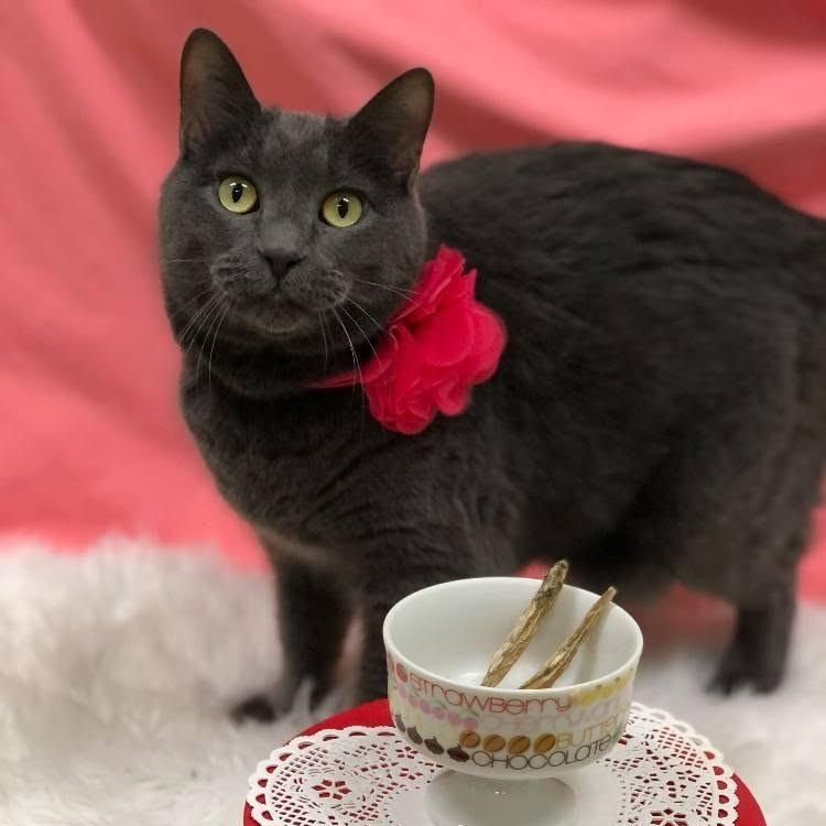 Muffet Potatoe Cakes (bonded pair = Sasha), a Adoptable Domestic Short Hair in St. Cloud, MN image 3/6