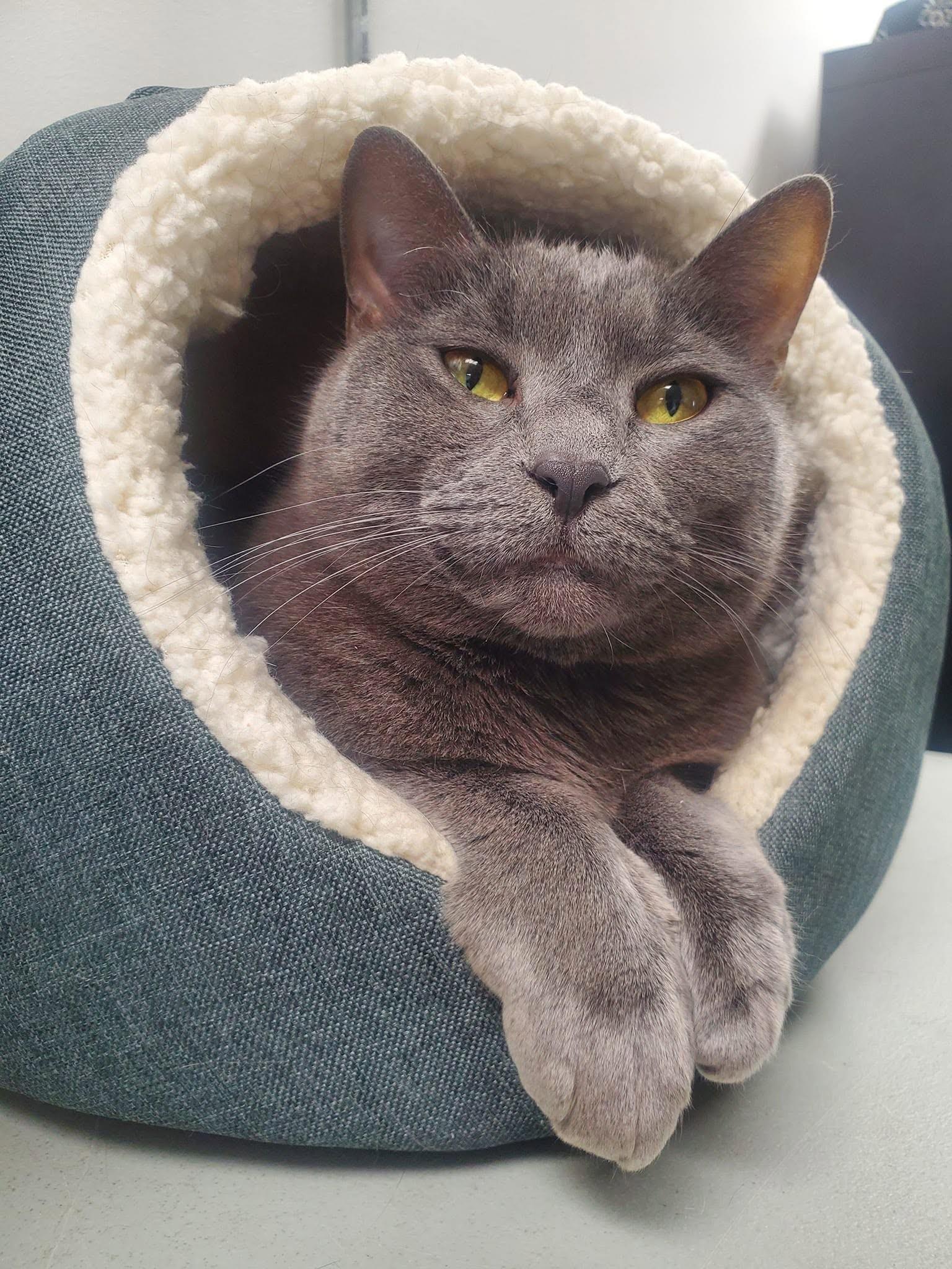 Muffet Potatoe Cakes (bonded pair = Sasha), a Adoptable Domestic Short Hair in St. Cloud, MN image 4/6