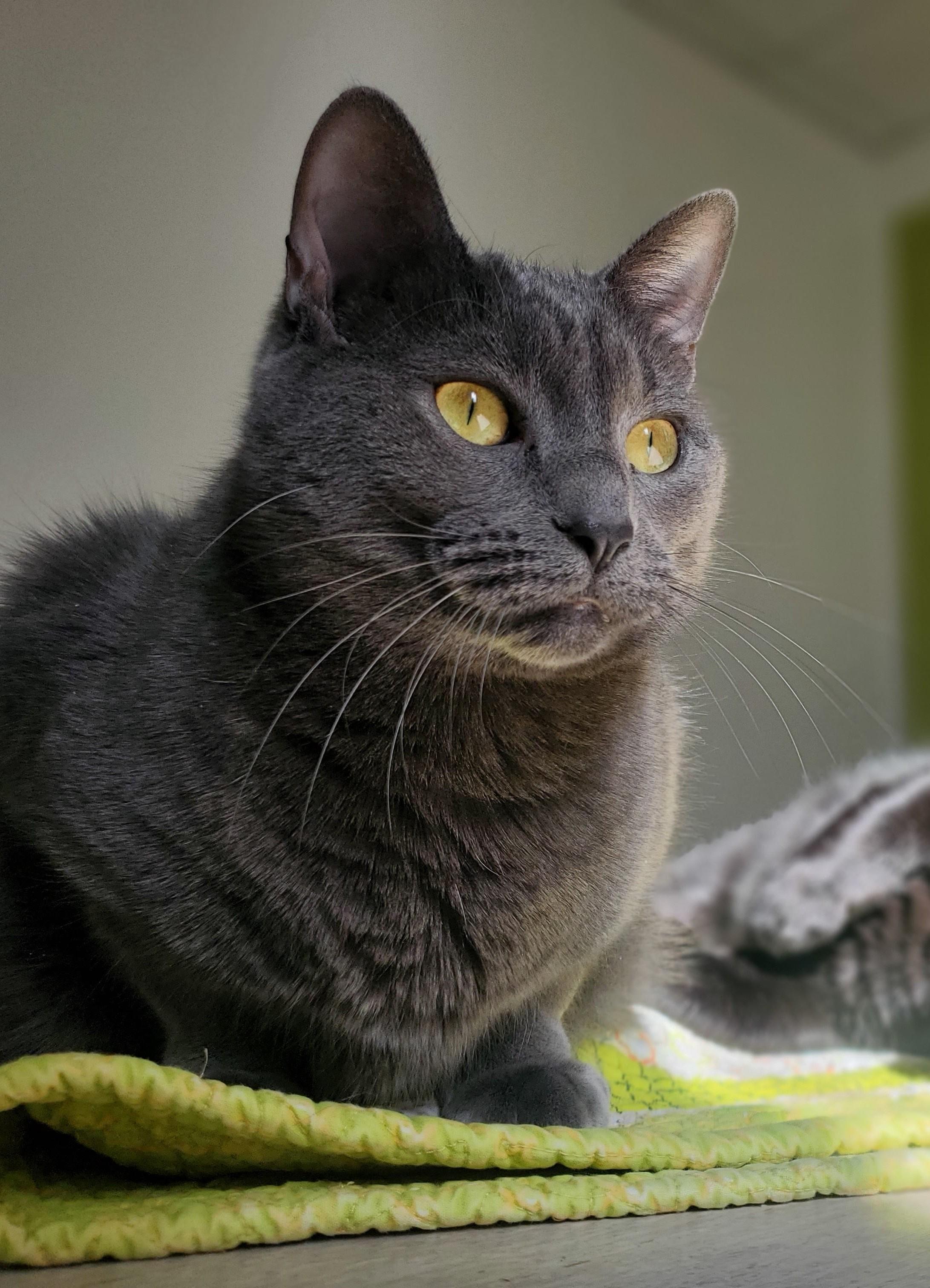 Muffet Potatoe Cakes (bonded pair = Sasha), a Adoptable Domestic Short Hair in St. Cloud, MN image 5/6