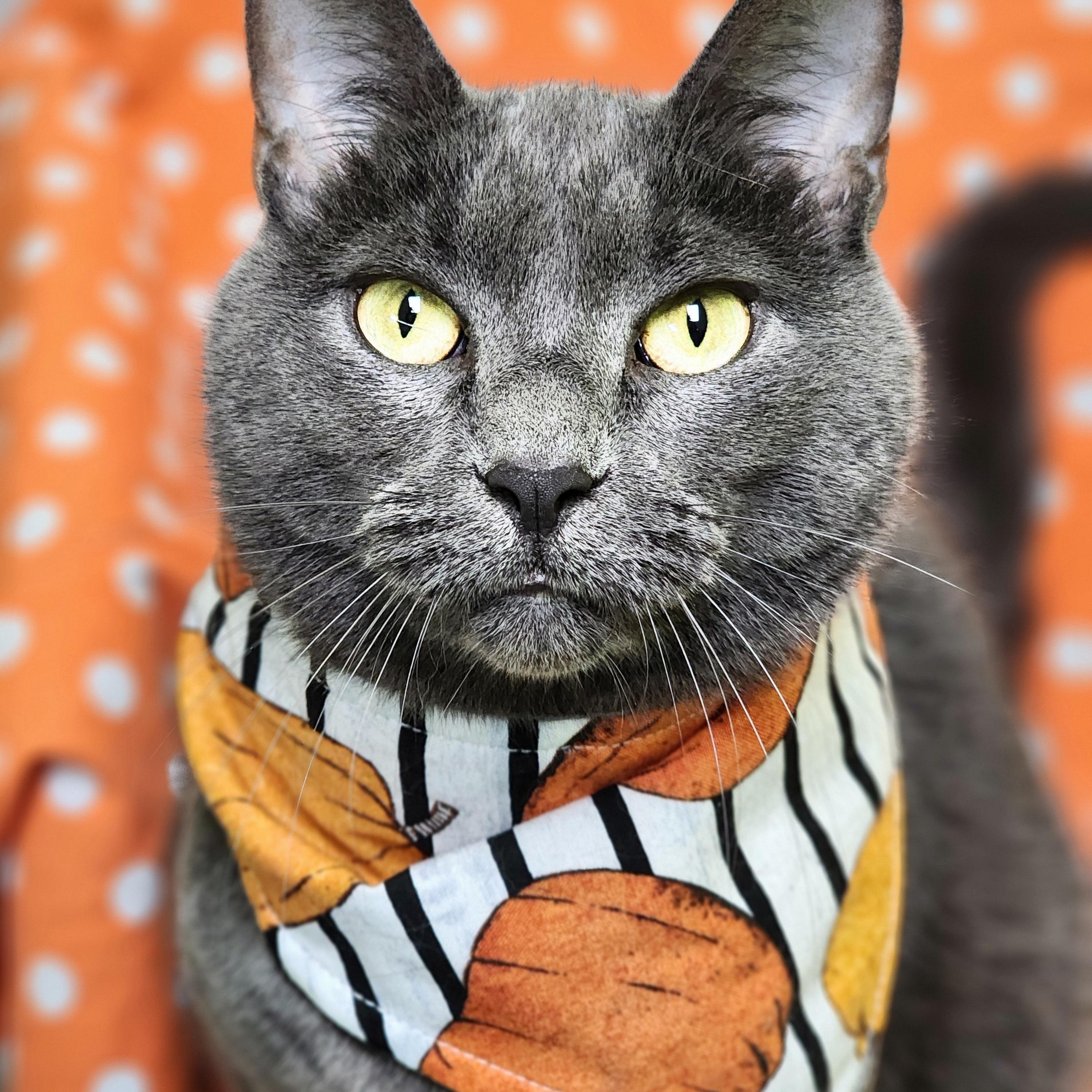 Muffet Potatoe Cakes (bonded pair = Sasha), a Adoptable Domestic Short Hair in St. Cloud, MN image 1/6