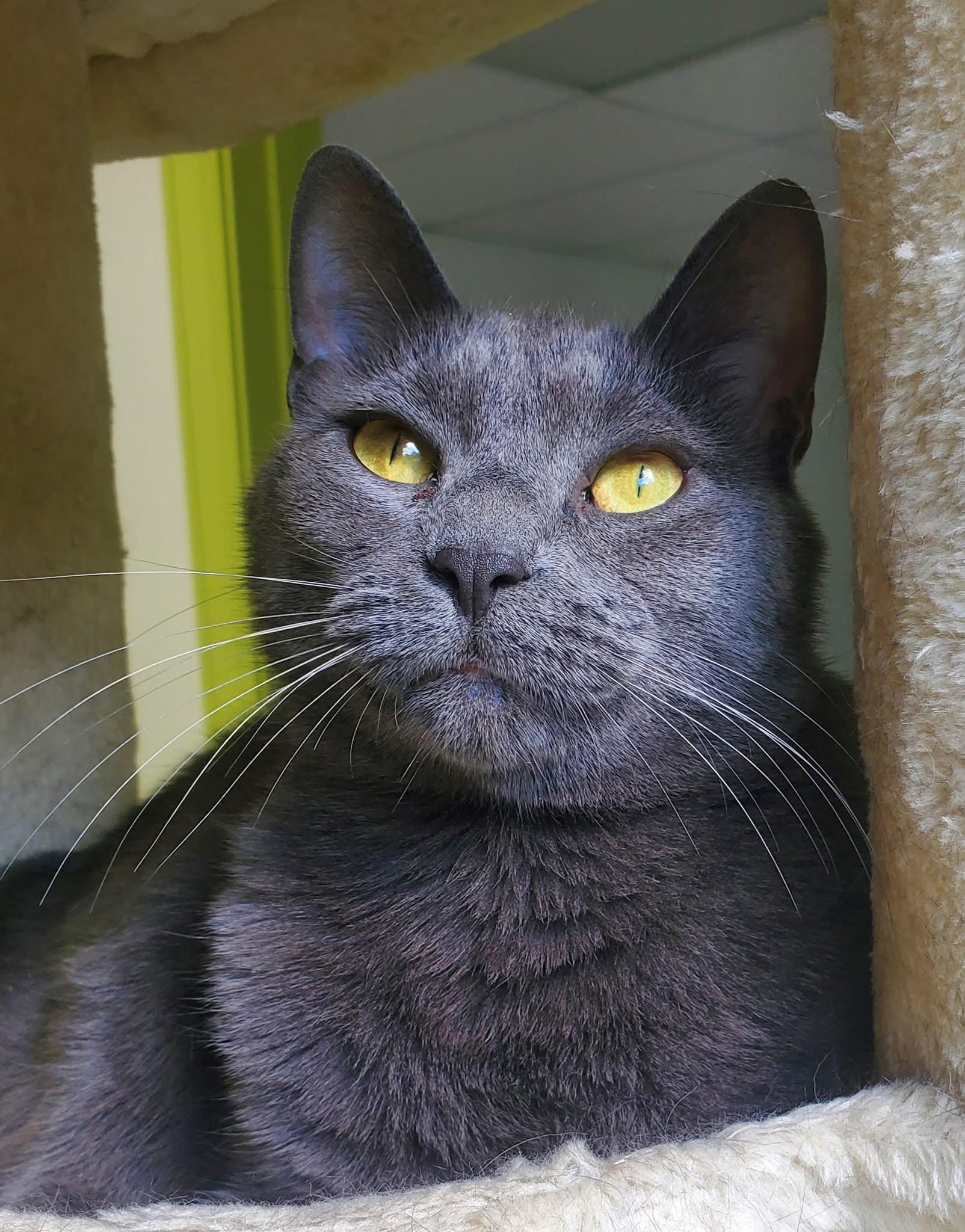 Muffet Potatoe Cakes (bonded pair = Sasha), a Adoptable Domestic Short Hair in St. Cloud, MN image 2/6