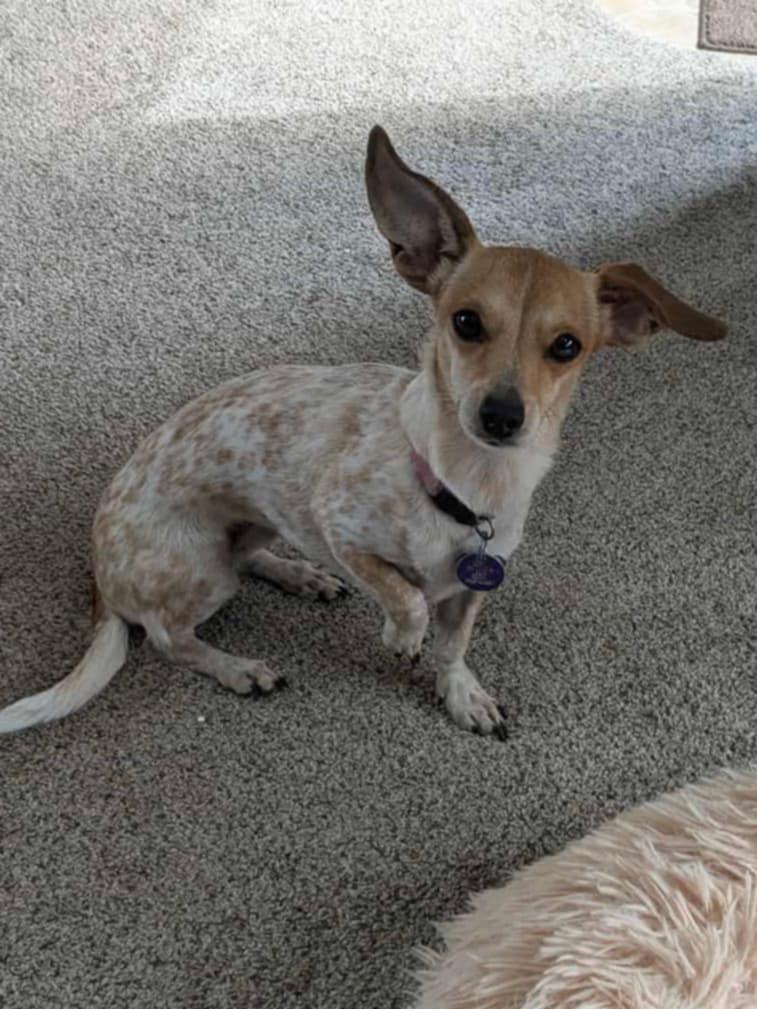 Izzy, Adopted, Adult Female Chiweenie.