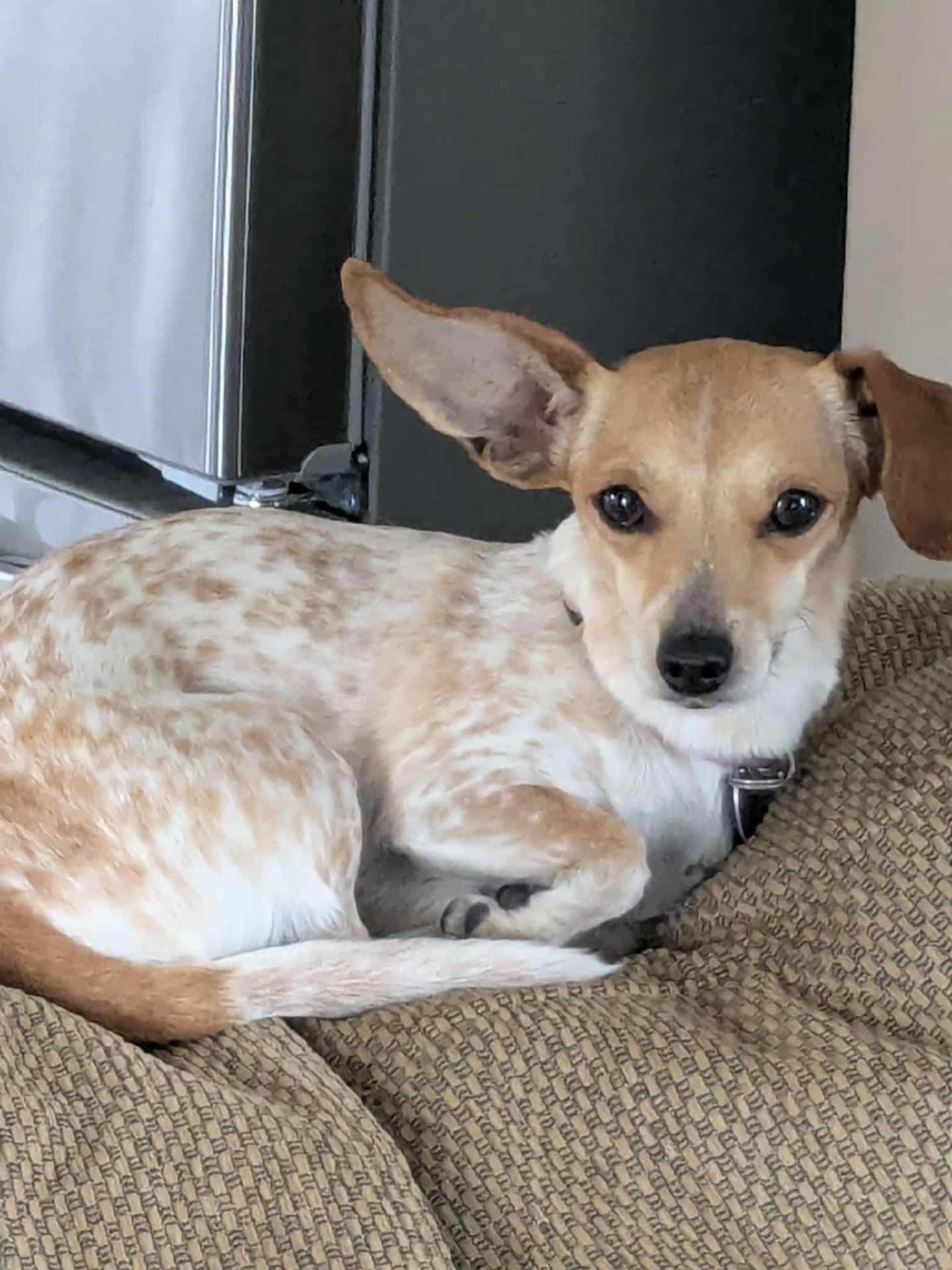 Izzy, a Adopted mixed breed in Dubuque, IA image 2/2