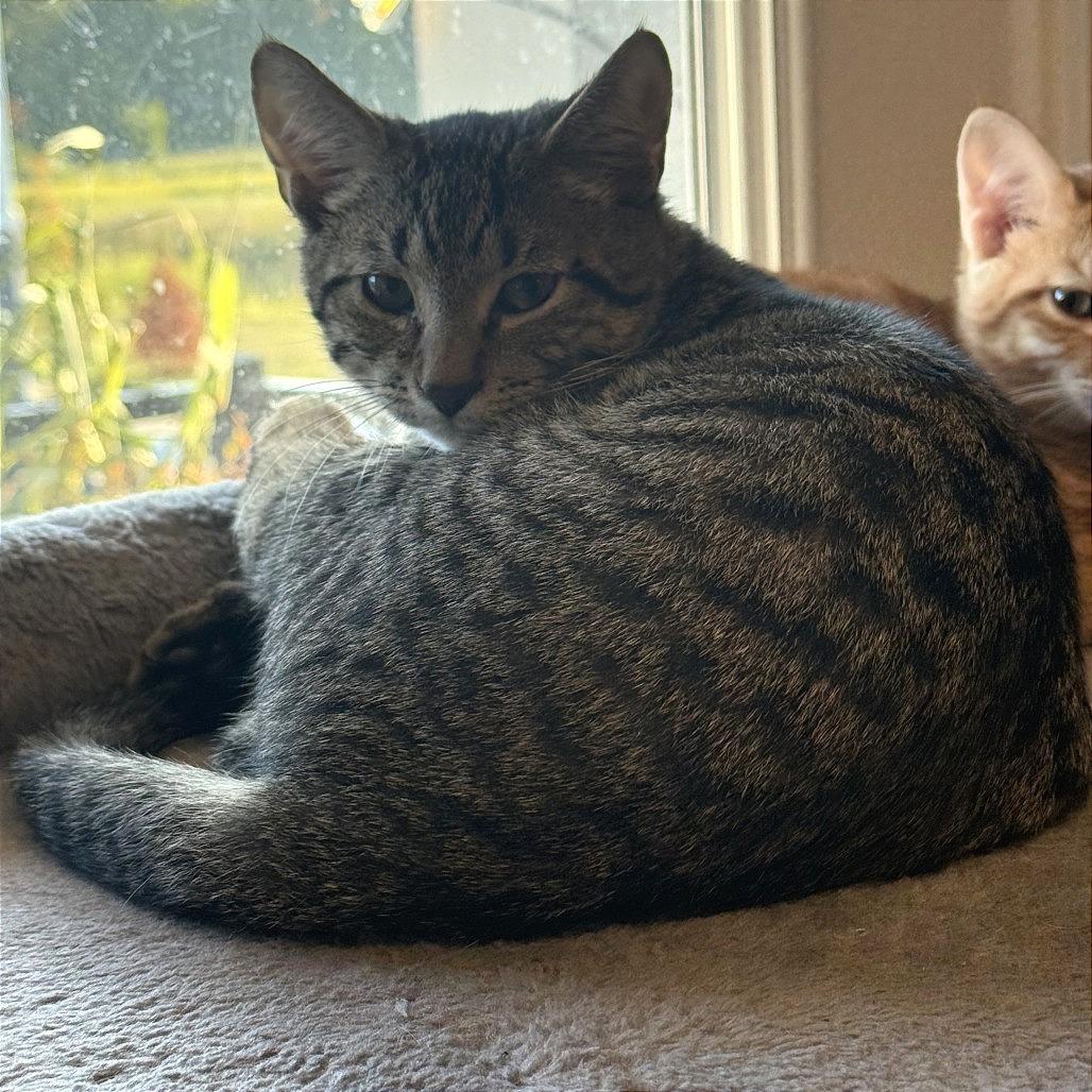 Mr. Potato Head, Adoptable, Young Male Domestic Short Hair.